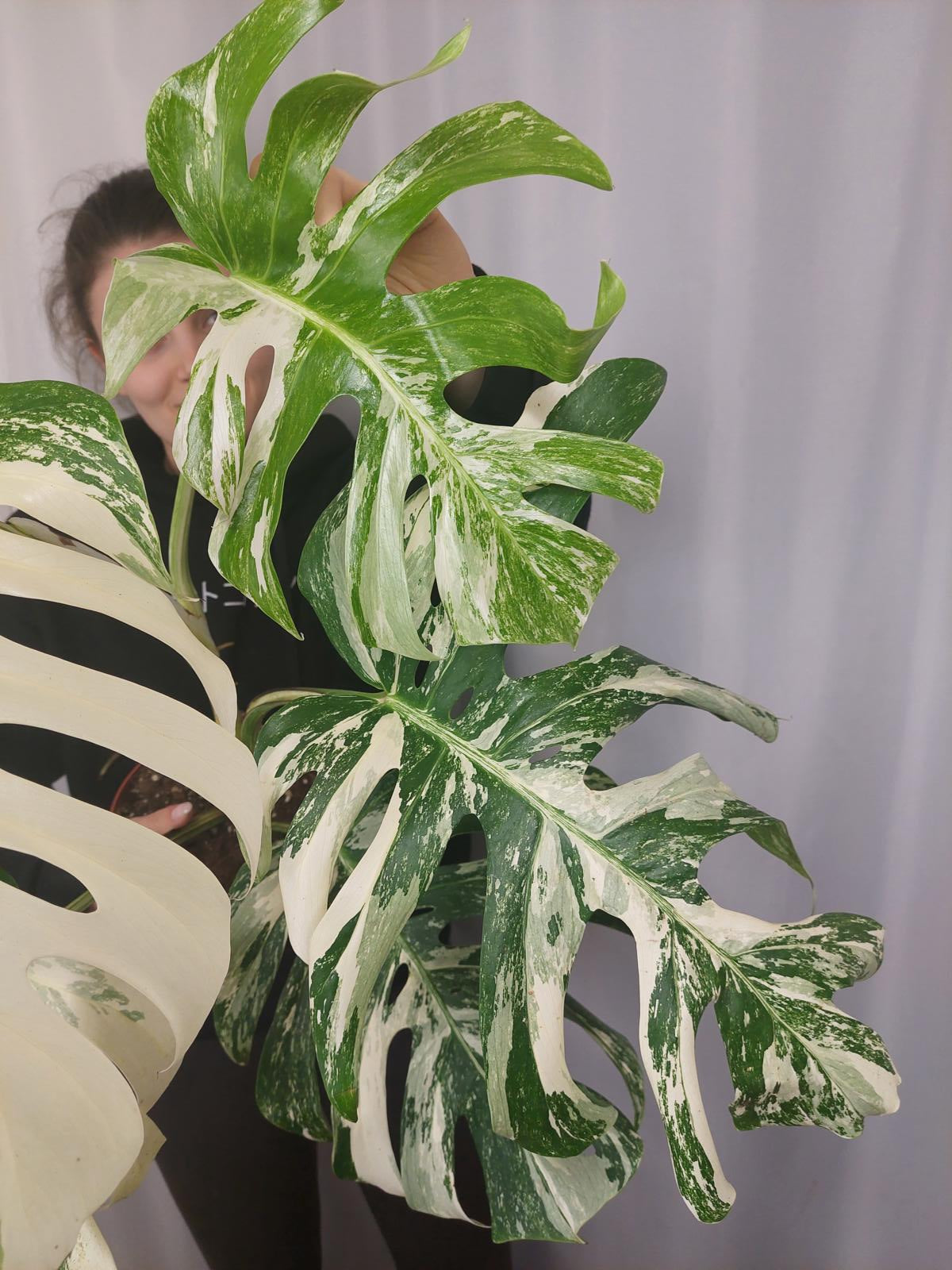 Monstera Variegata Adult