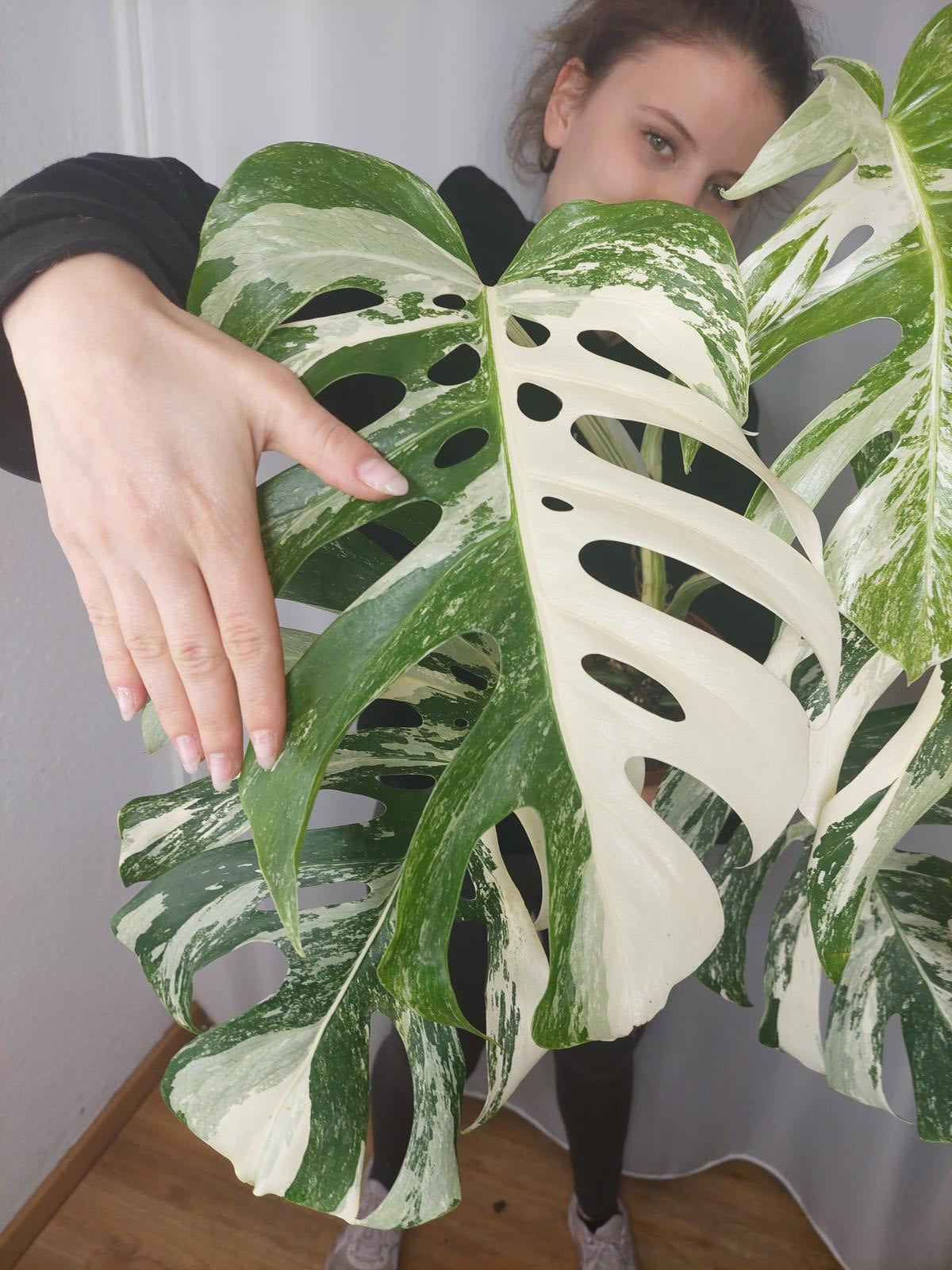 Monstera Variegata Adult