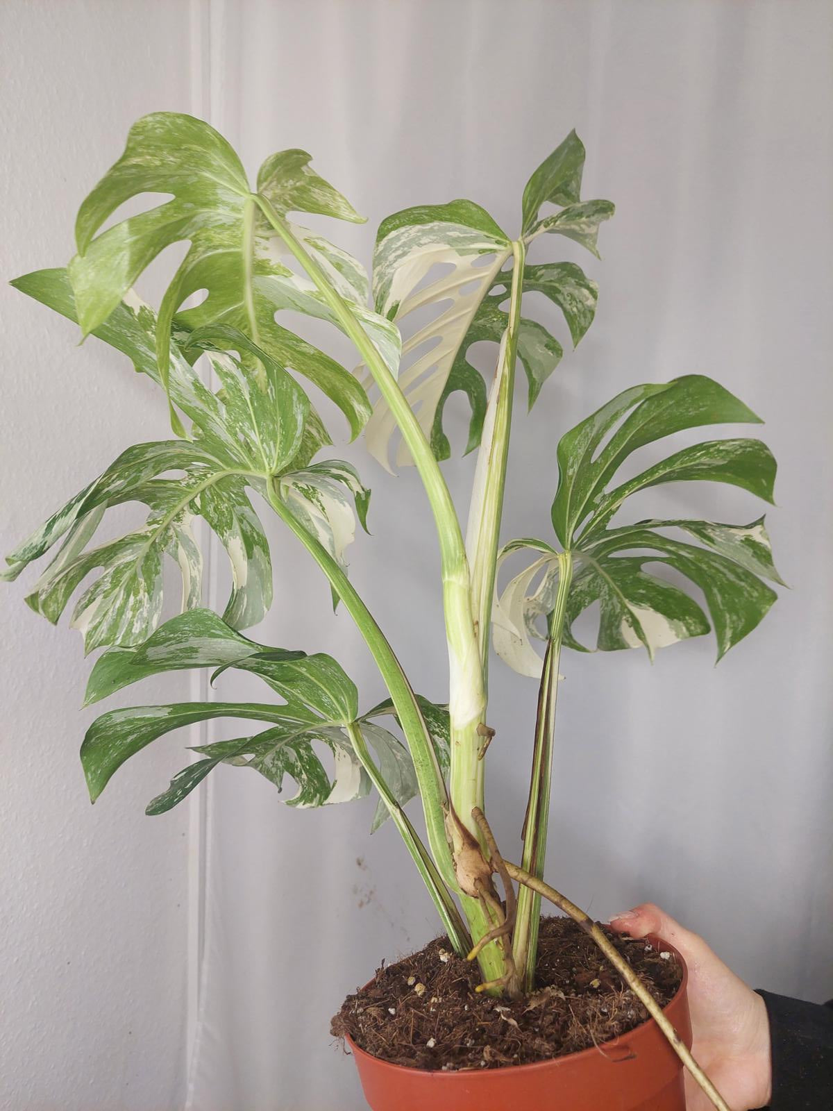 Monstera Variegata Adult
