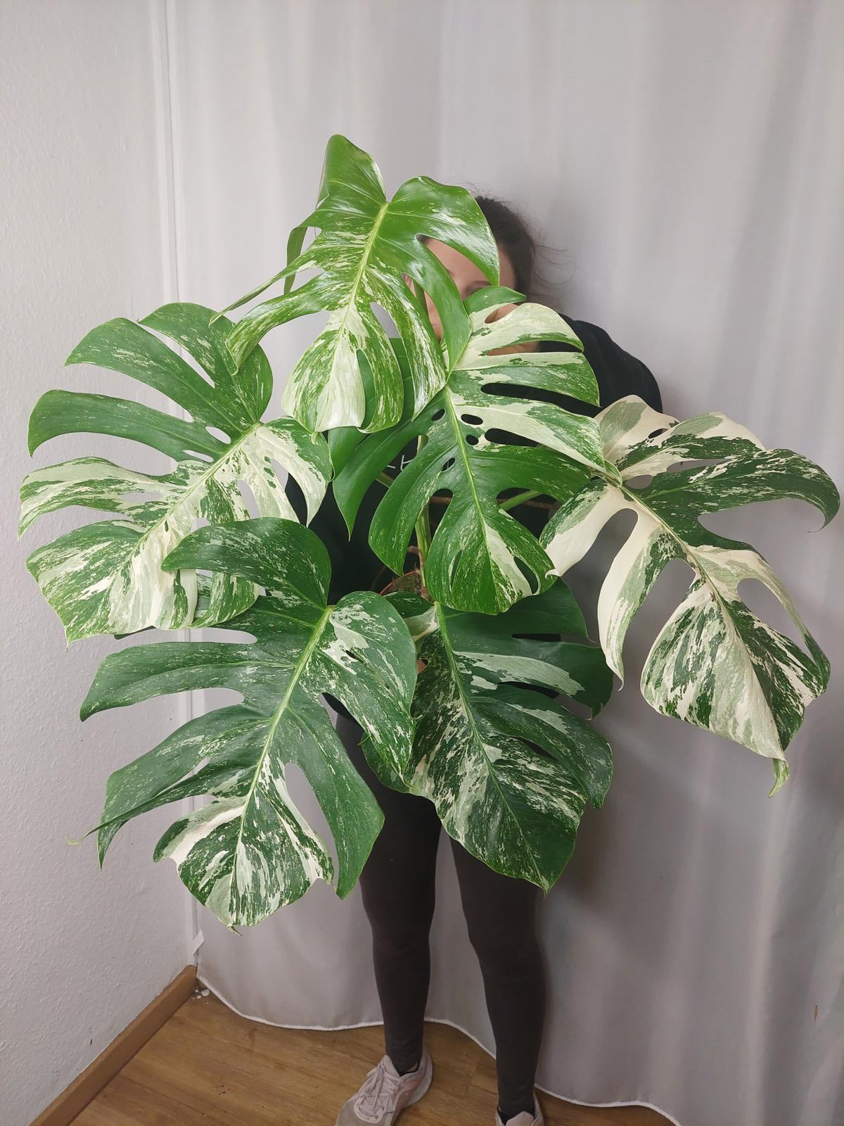 Monstera Variegata Adult