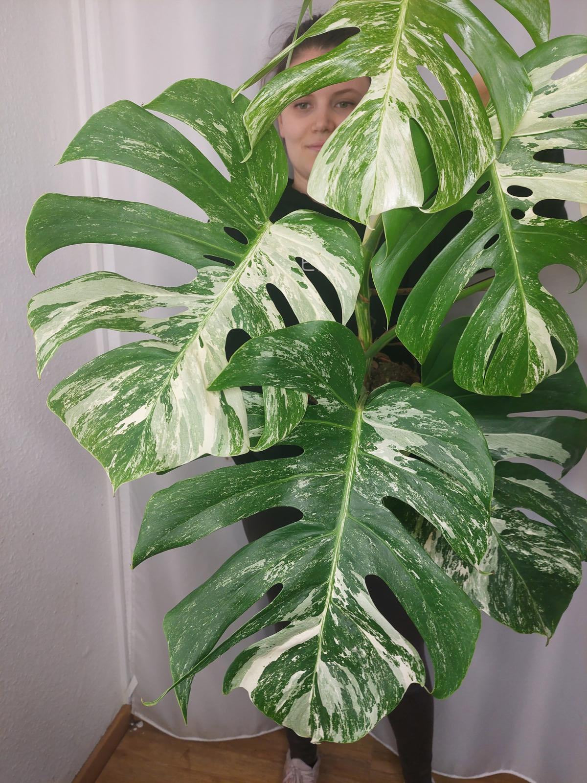 Monstera Variegata Adult