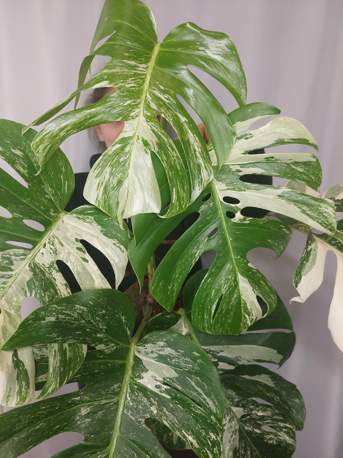 Monstera Variegata Adult