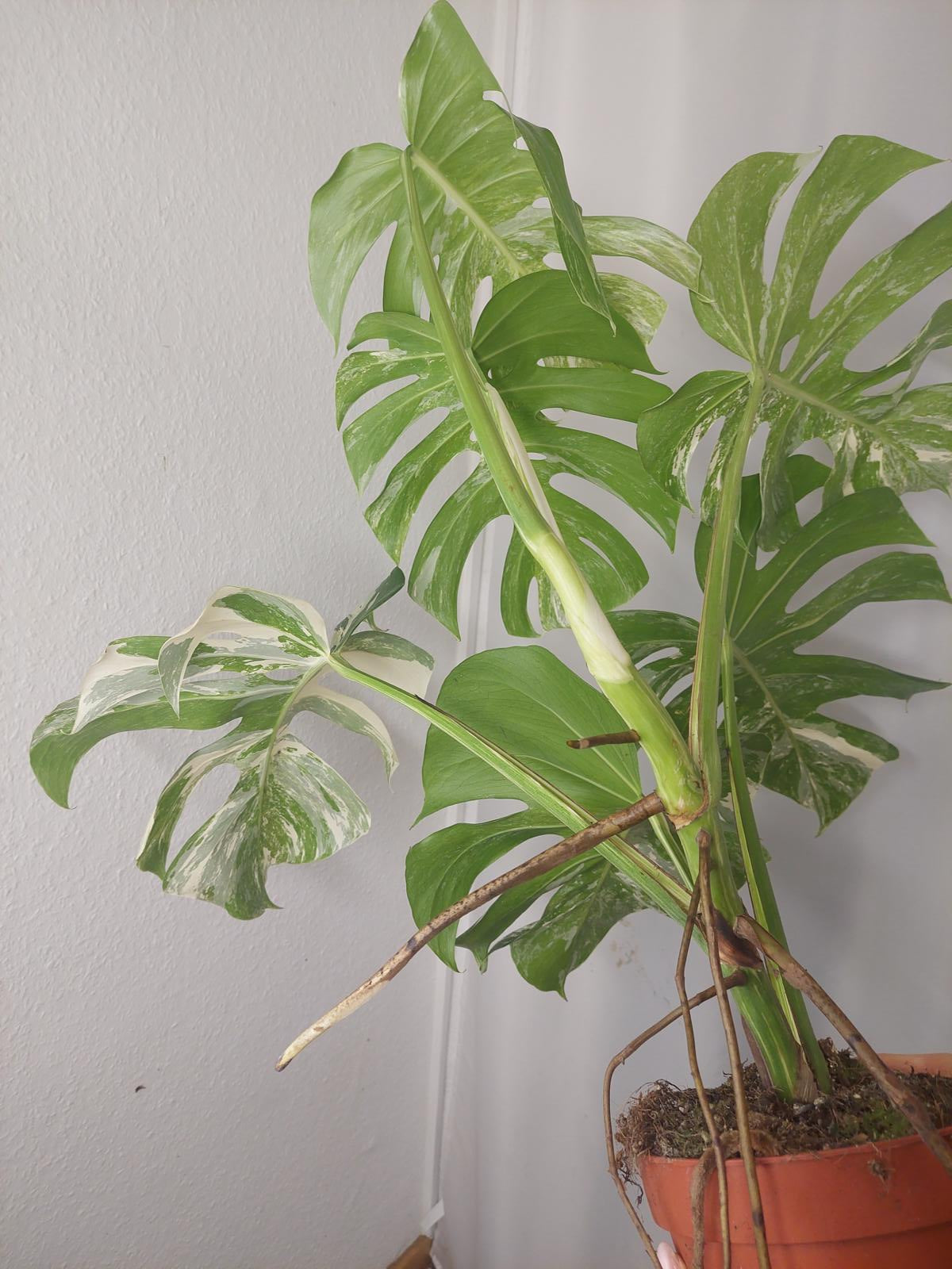 Monstera Variegata Adult