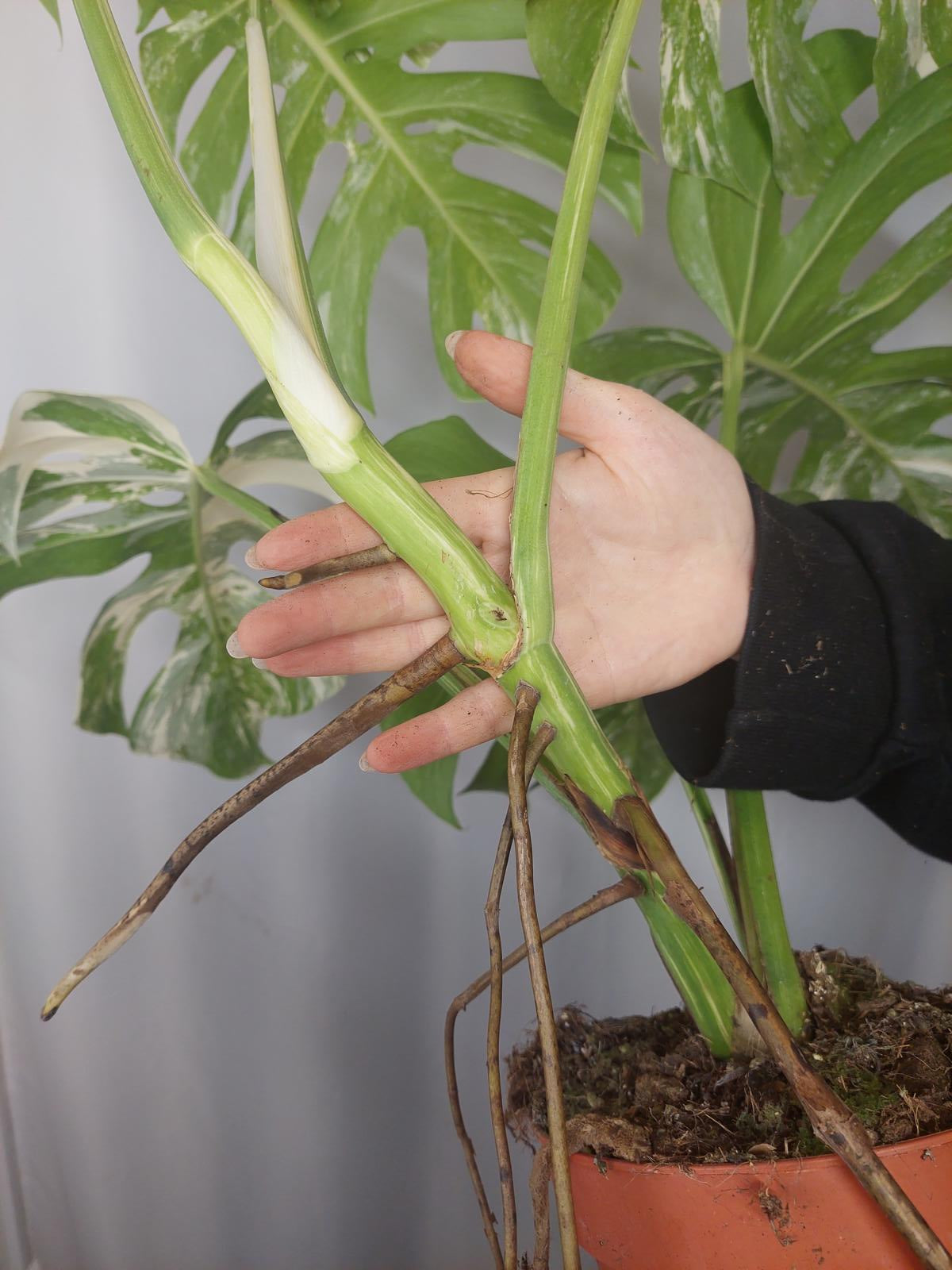 Monstera Variegata Adult