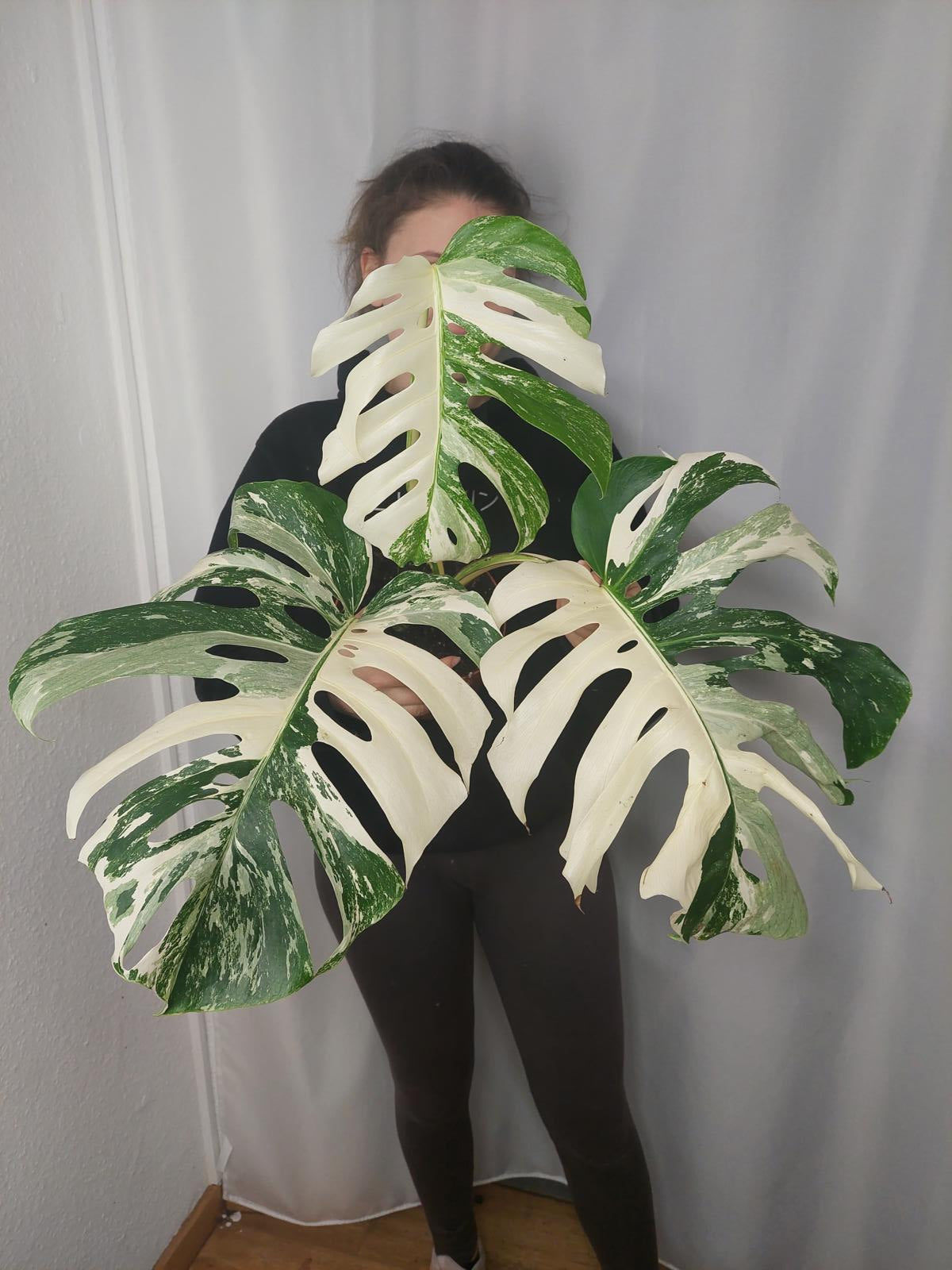 Monstera Variegata Adult