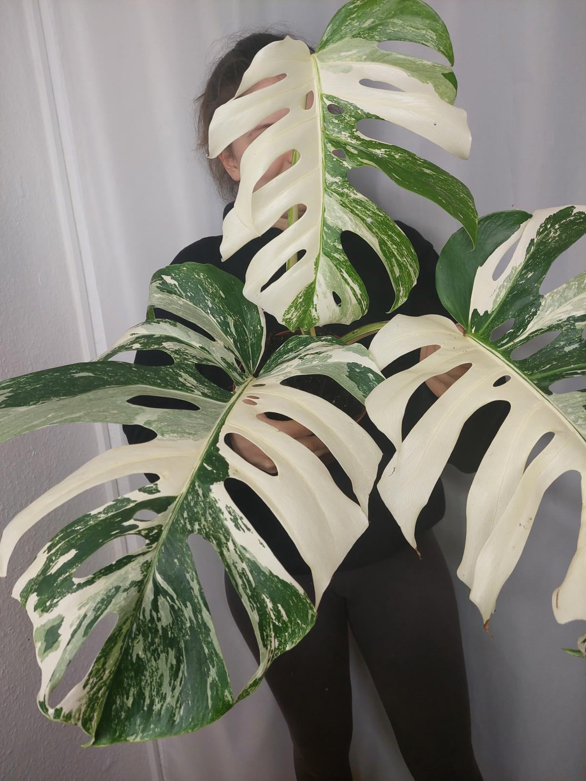 Monstera Variegata Adult