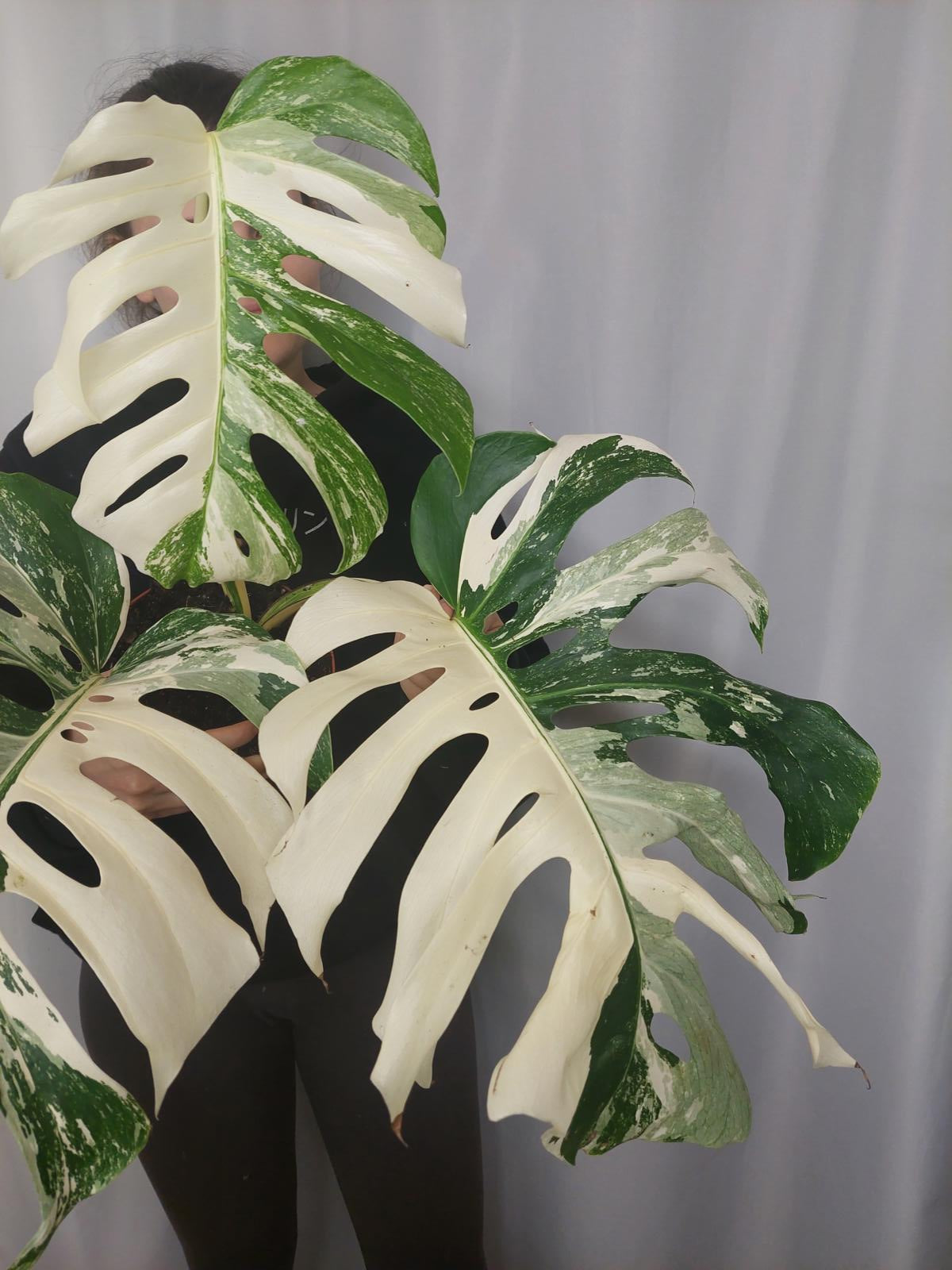 Monstera Variegata Adult