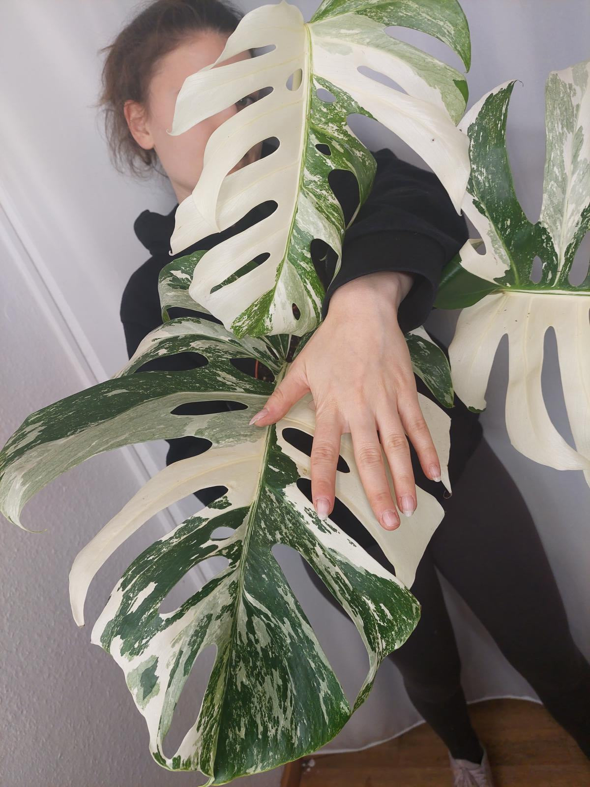 Monstera Variegata Adult