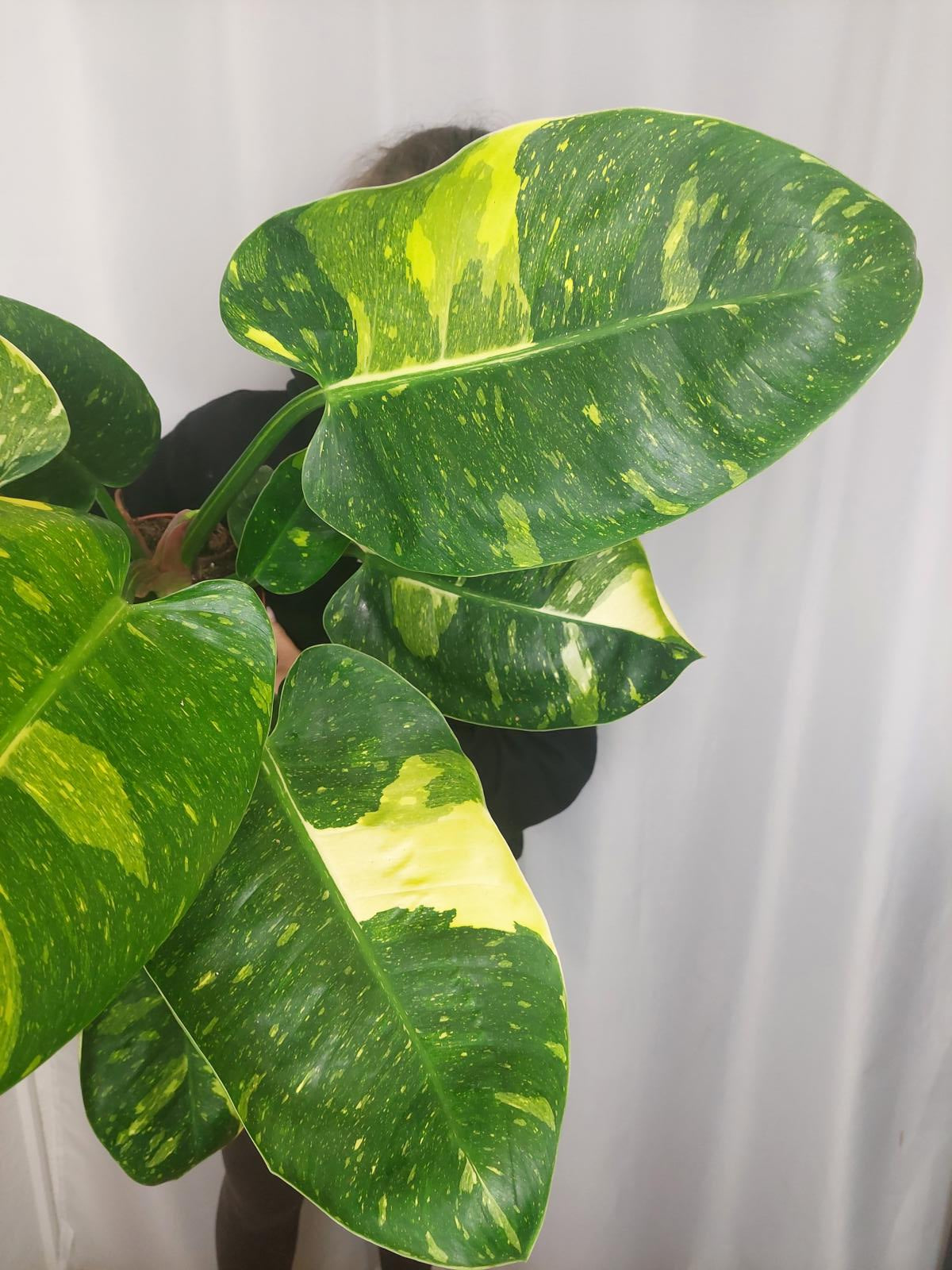 Philodendron Green Congo Variegata groß