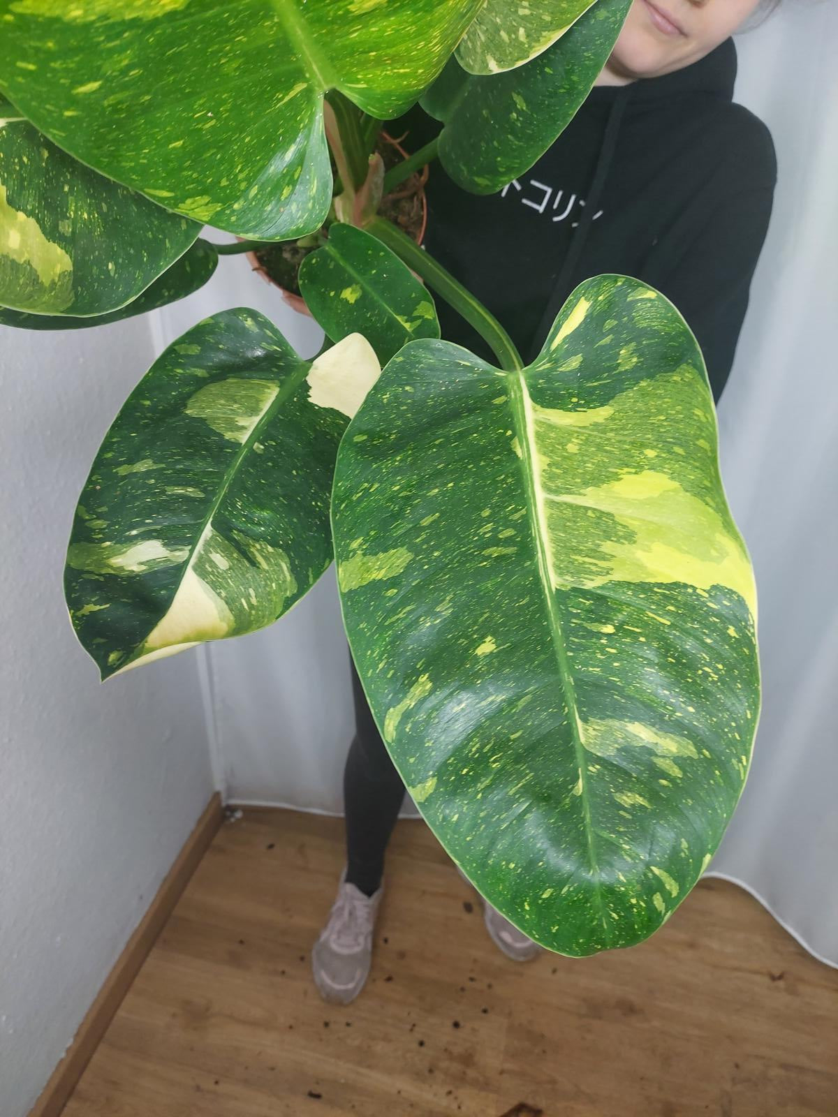 Philodendron Green Congo Variegata groß