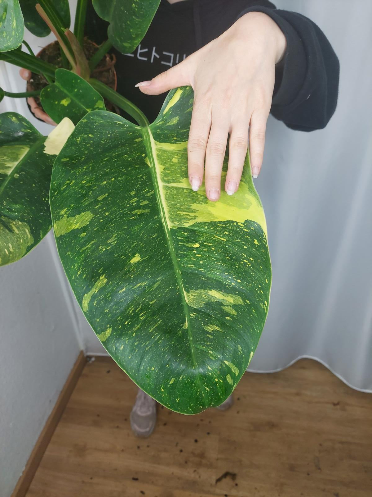 Philodendron Green Congo Variegata groß