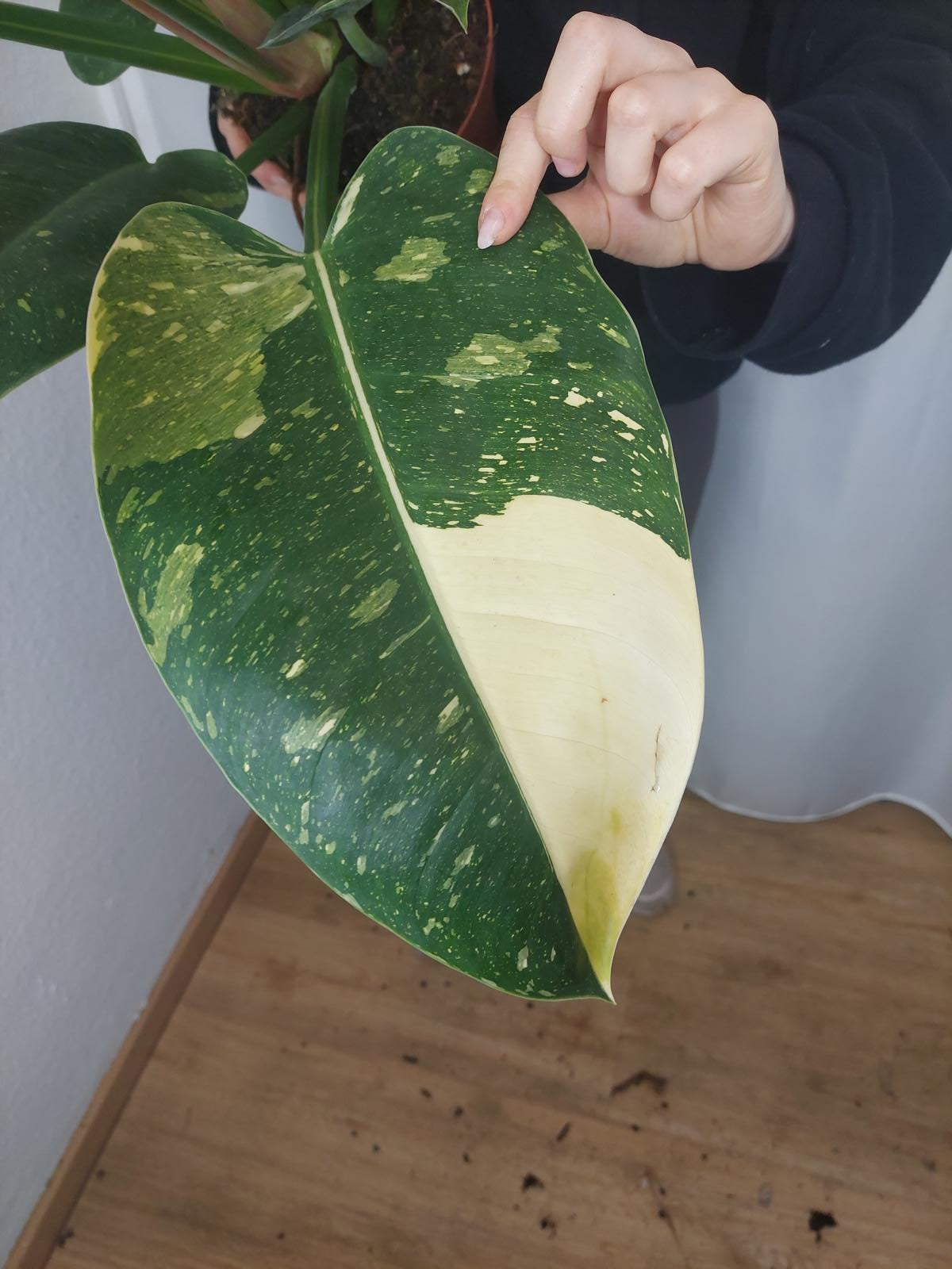 Philodendron Green Congo Variegata groß