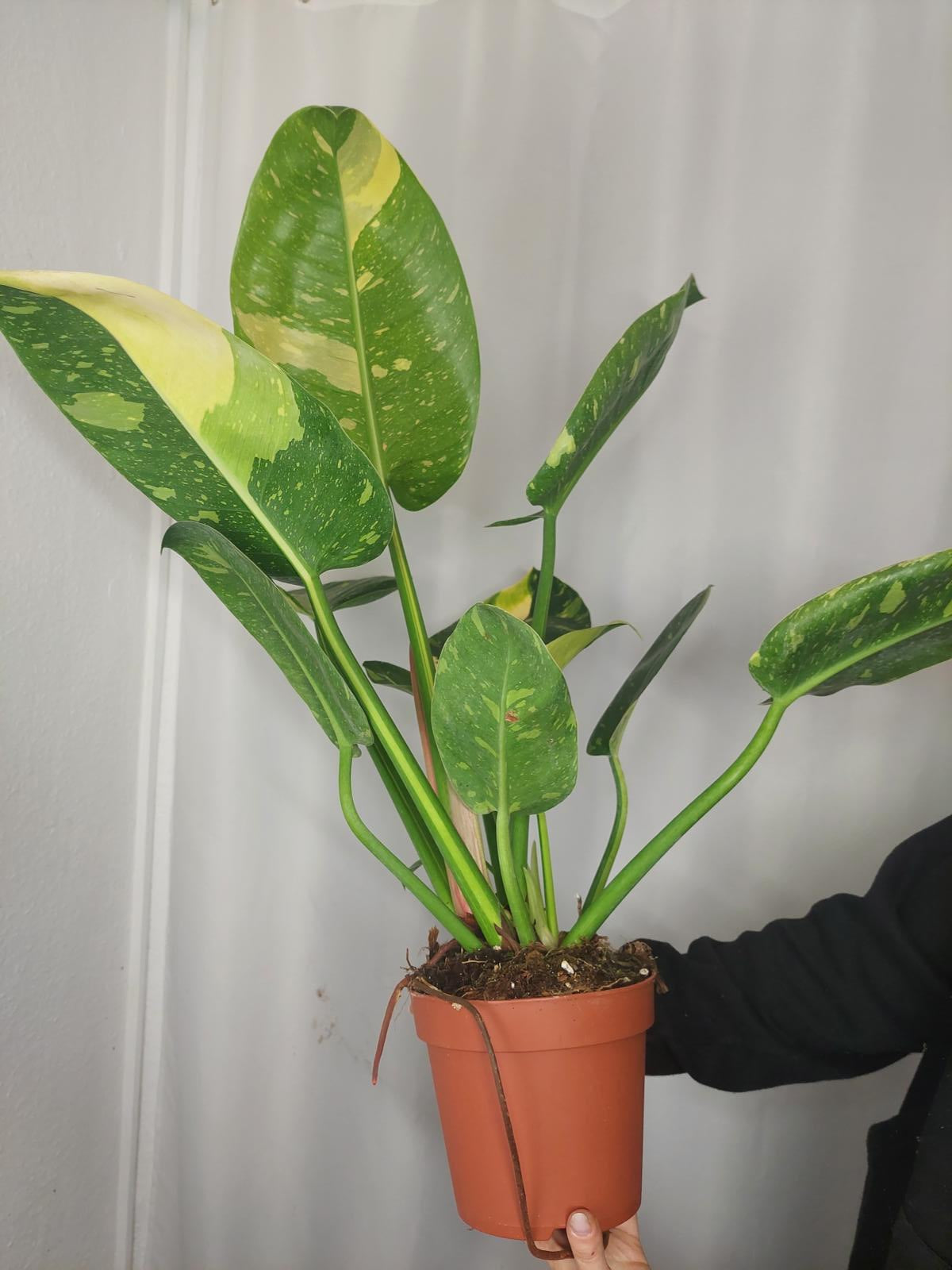 Philodendron Green Congo Variegata groß