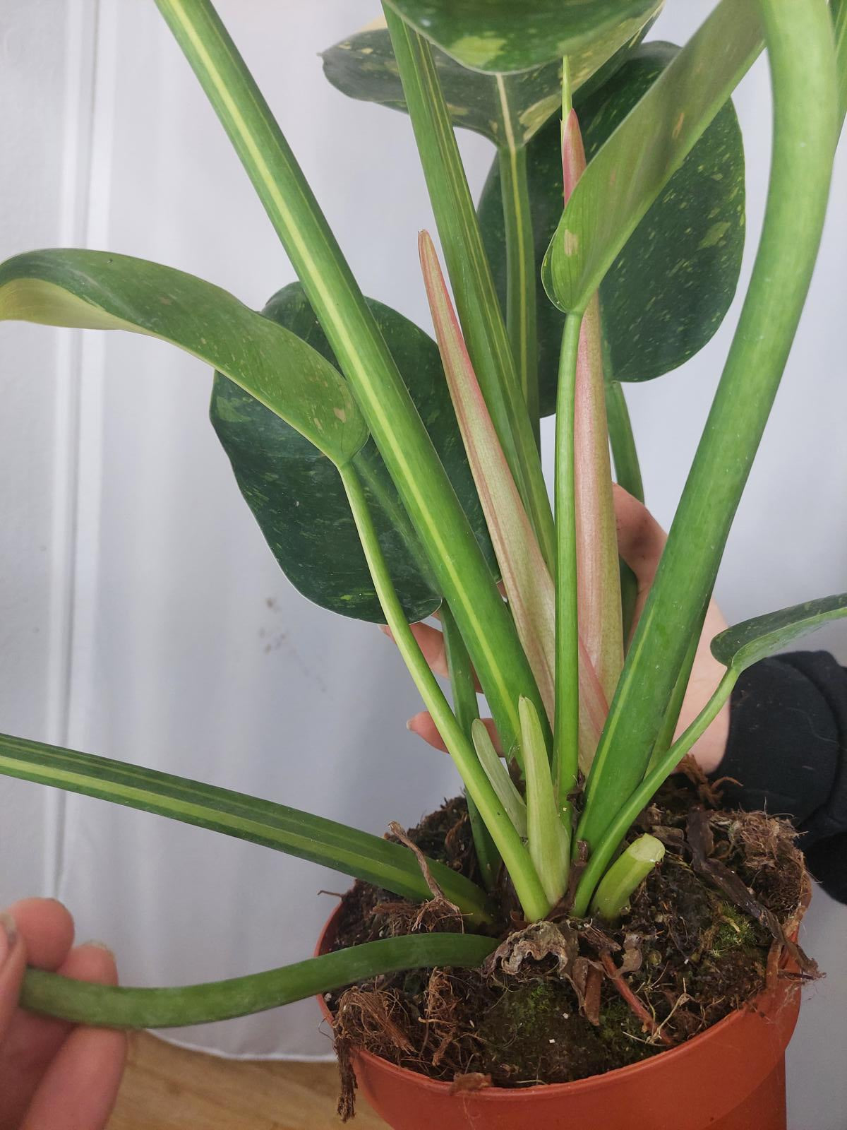 Philodendron Green Congo Variegata groß