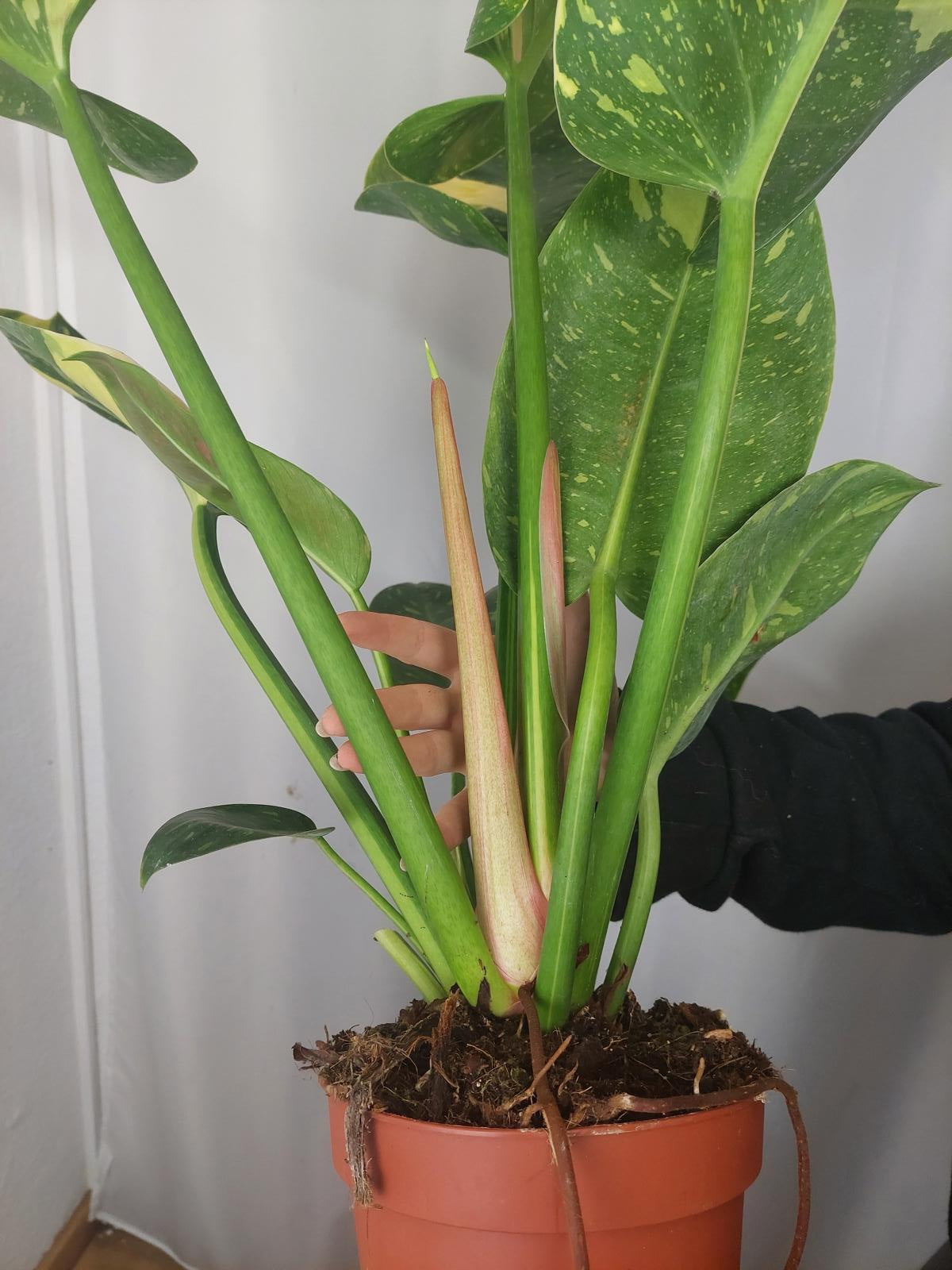 Philodendron Green Congo Variegata groß