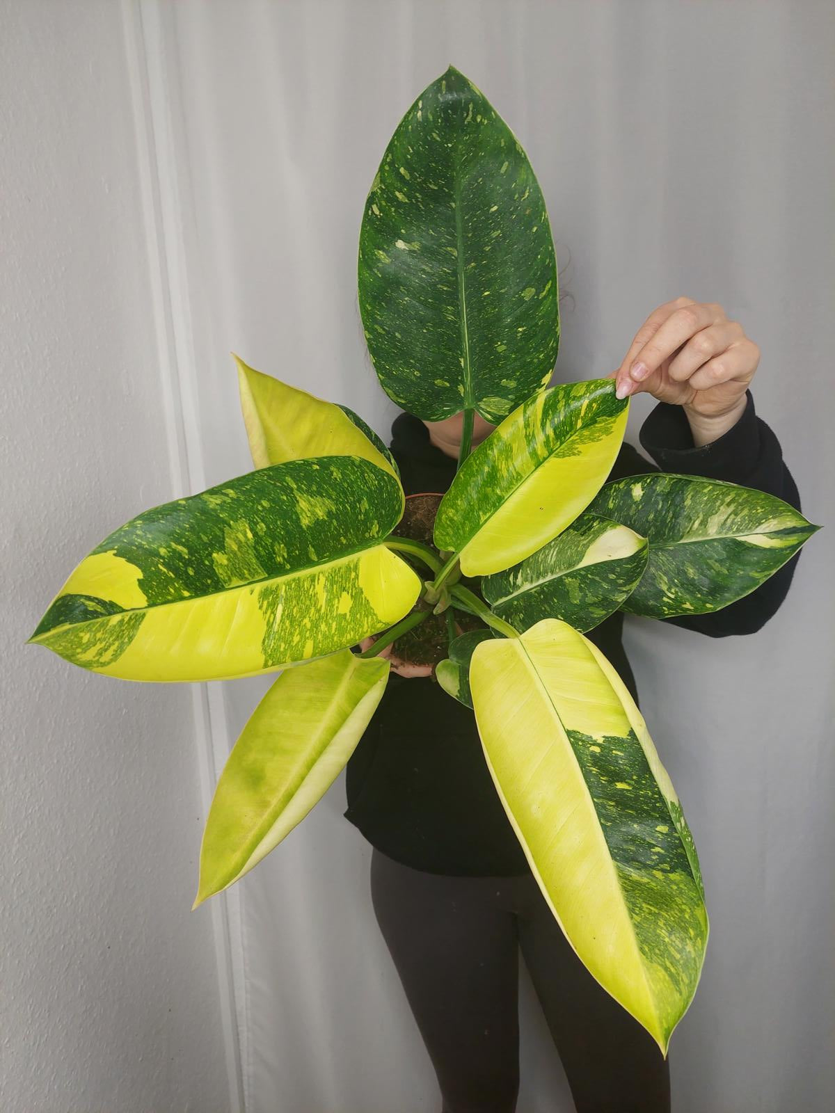 Philodendron Green Congo Variegata groß