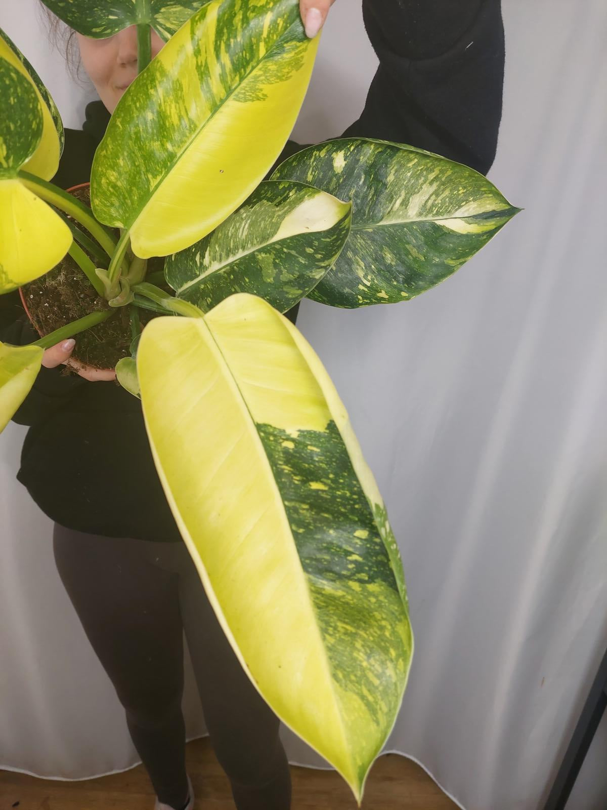 Philodendron Green Congo Variegata groß