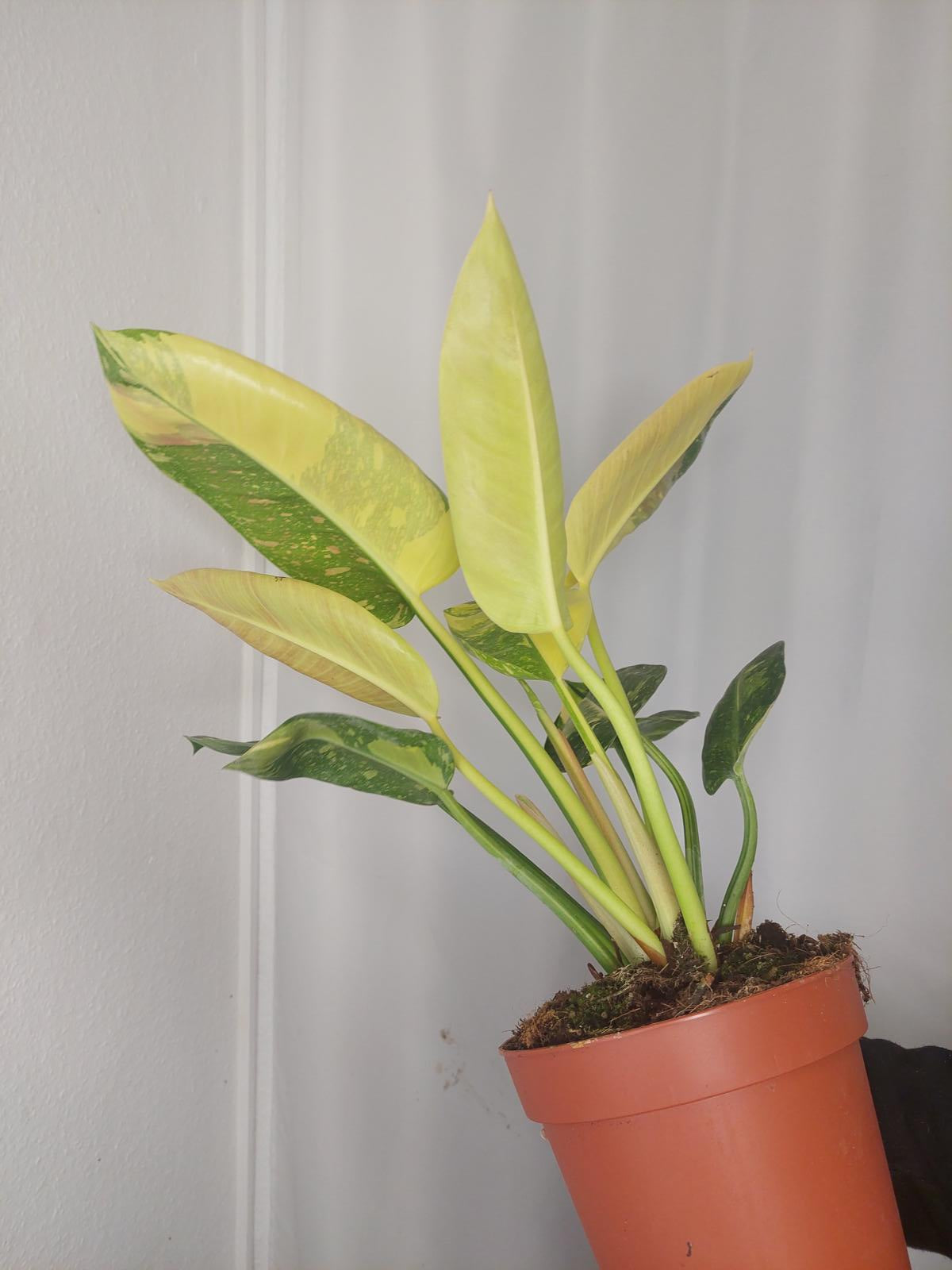 Philodendron Green Congo Variegata groß