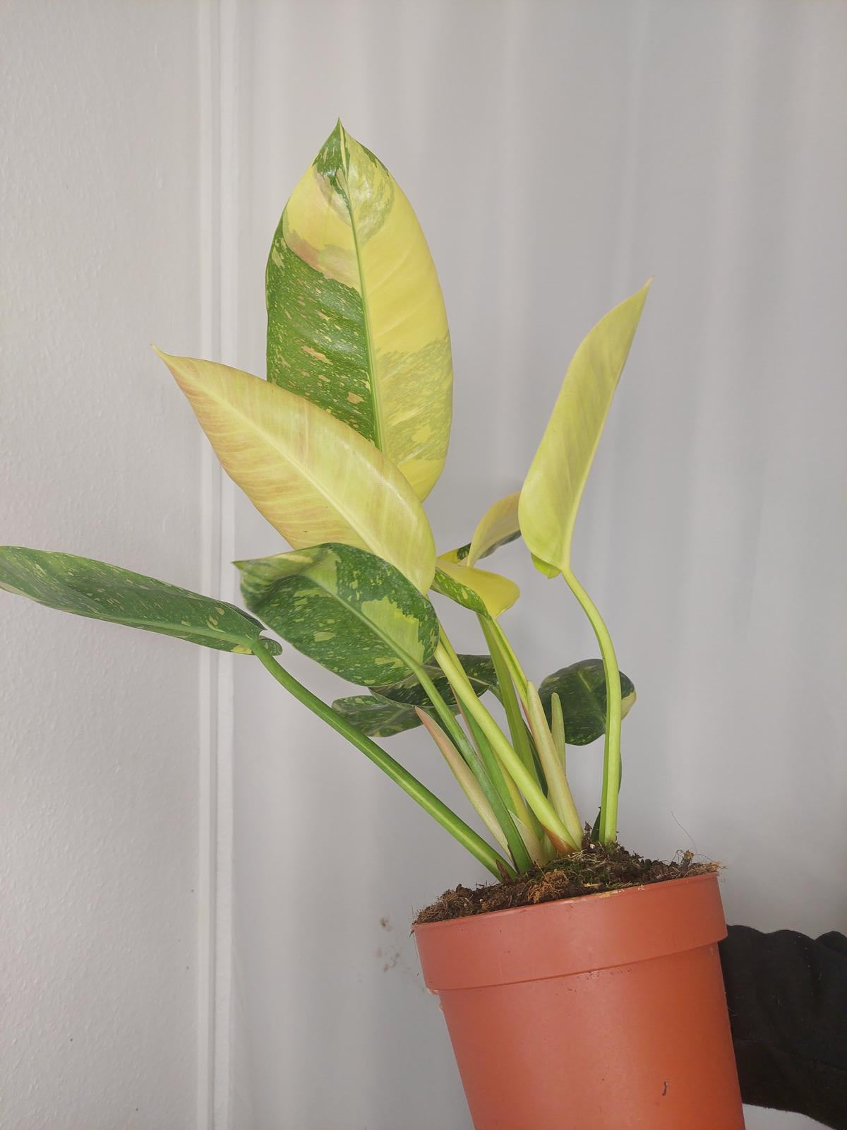 Philodendron Green Congo Variegata groß