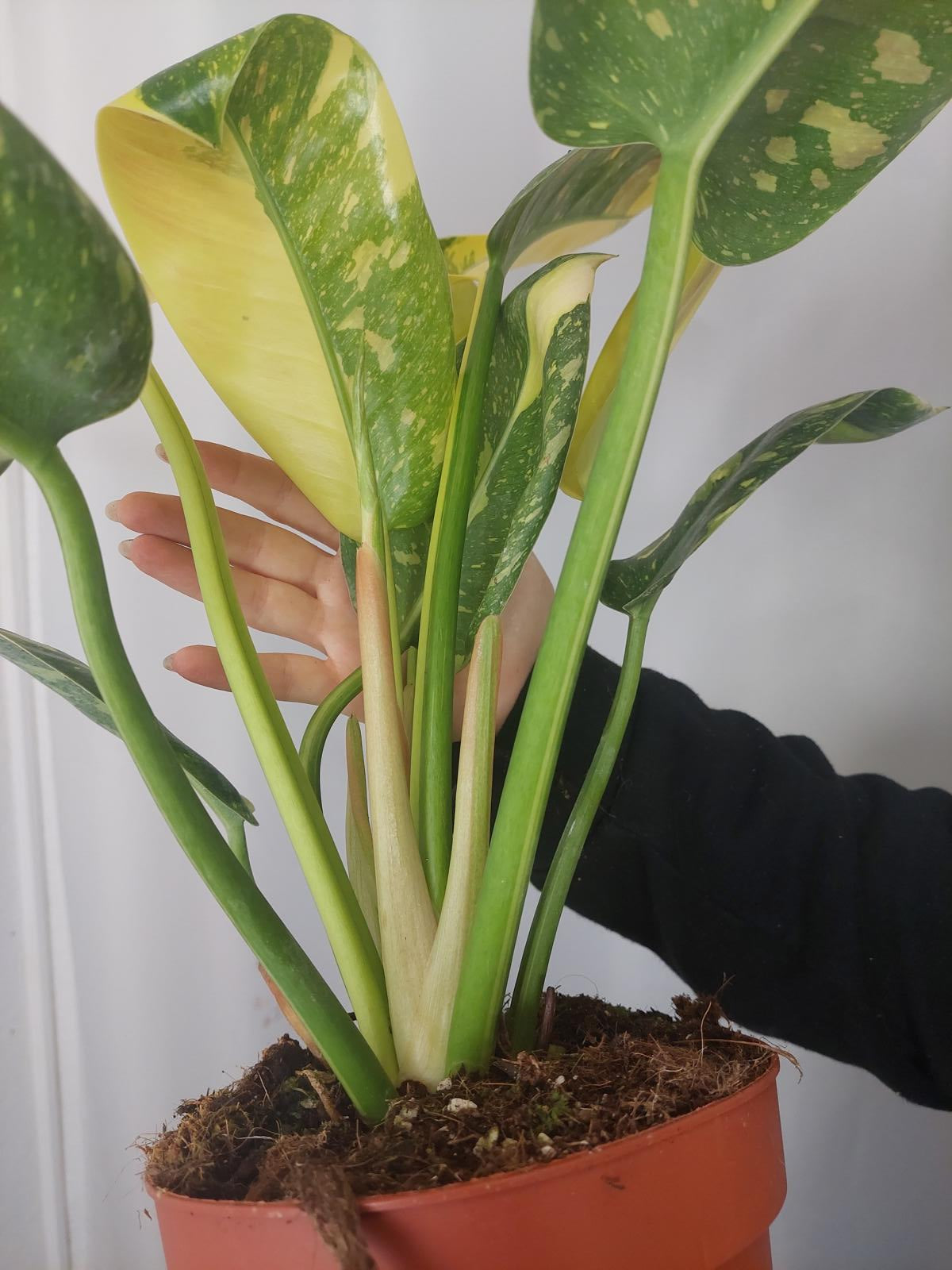Philodendron Green Congo Variegata groß