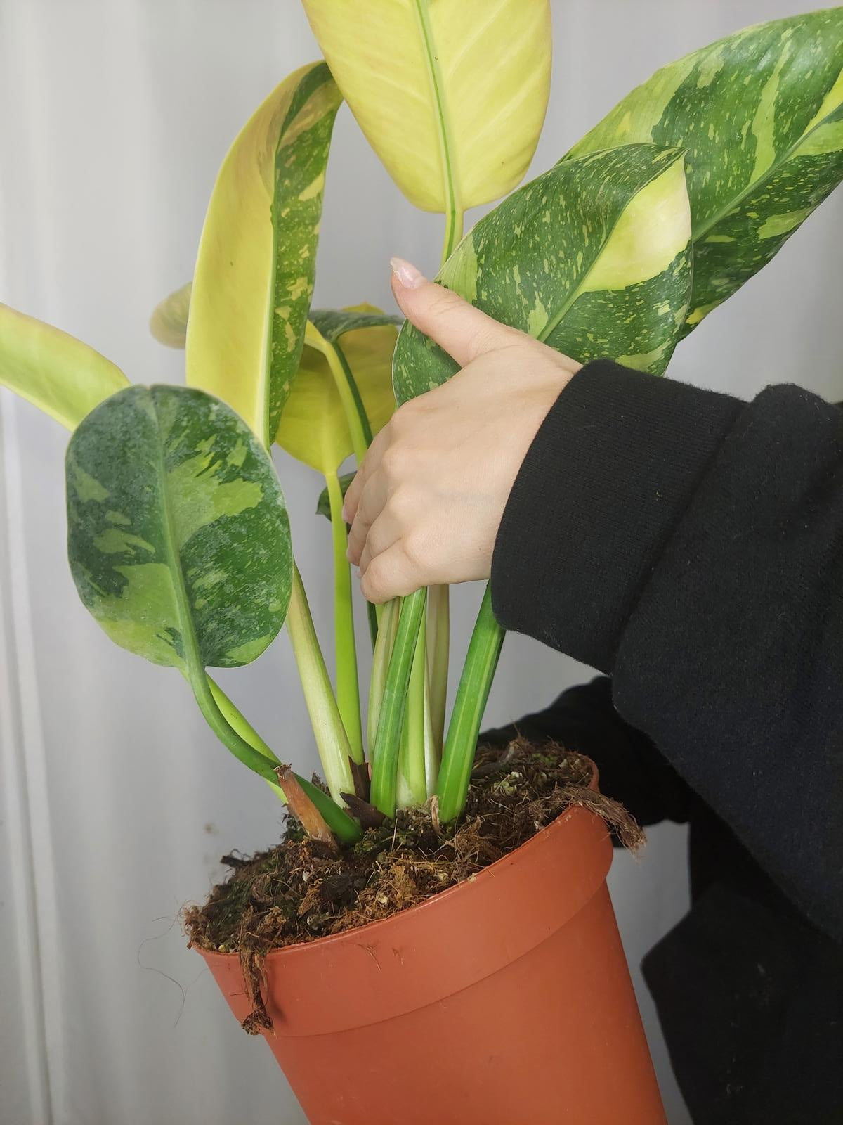 Philodendron Green Congo Variegata groß