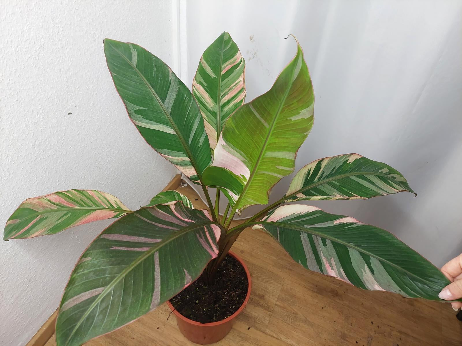 Musa Nono Pink Variegata groß