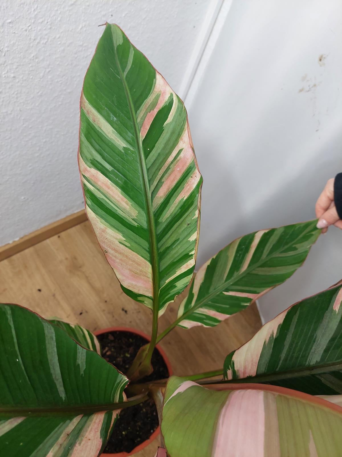 Musa Nono Pink Variegata groß