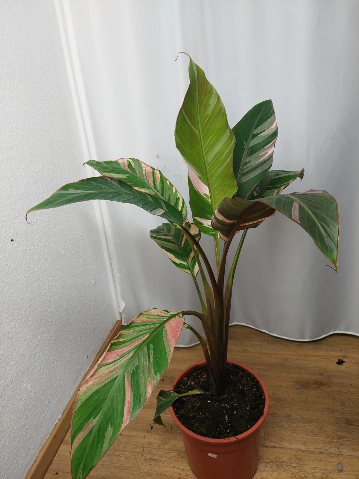 Musa Nono Pink Variegata groß