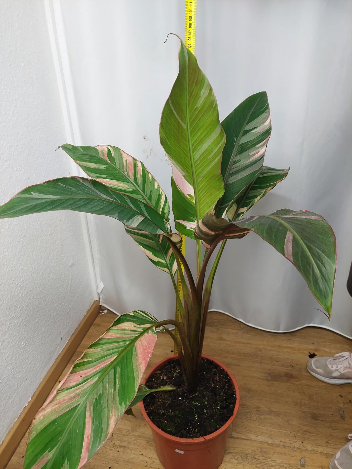 Musa Nono Pink Variegata groß