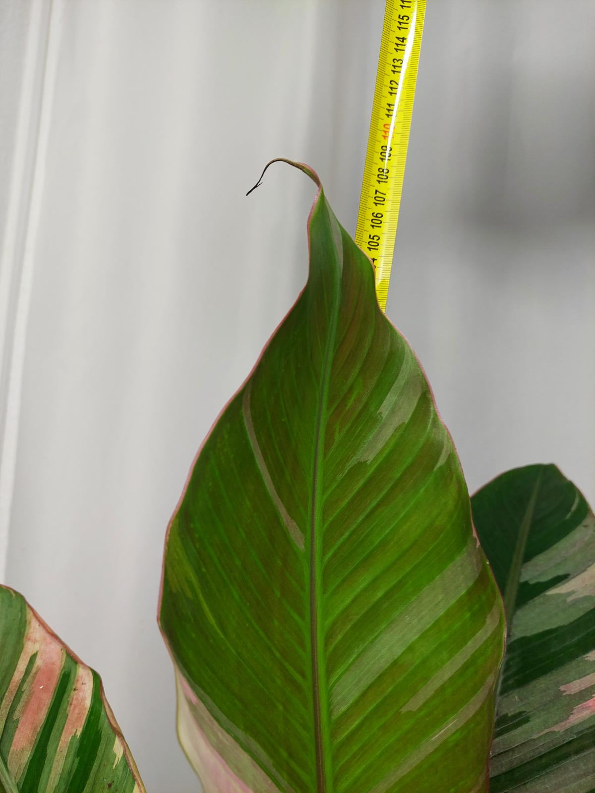 Musa Nono Pink Variegata groß