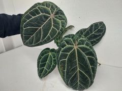 Anthurium Red Crystallinum NSE x Tezula