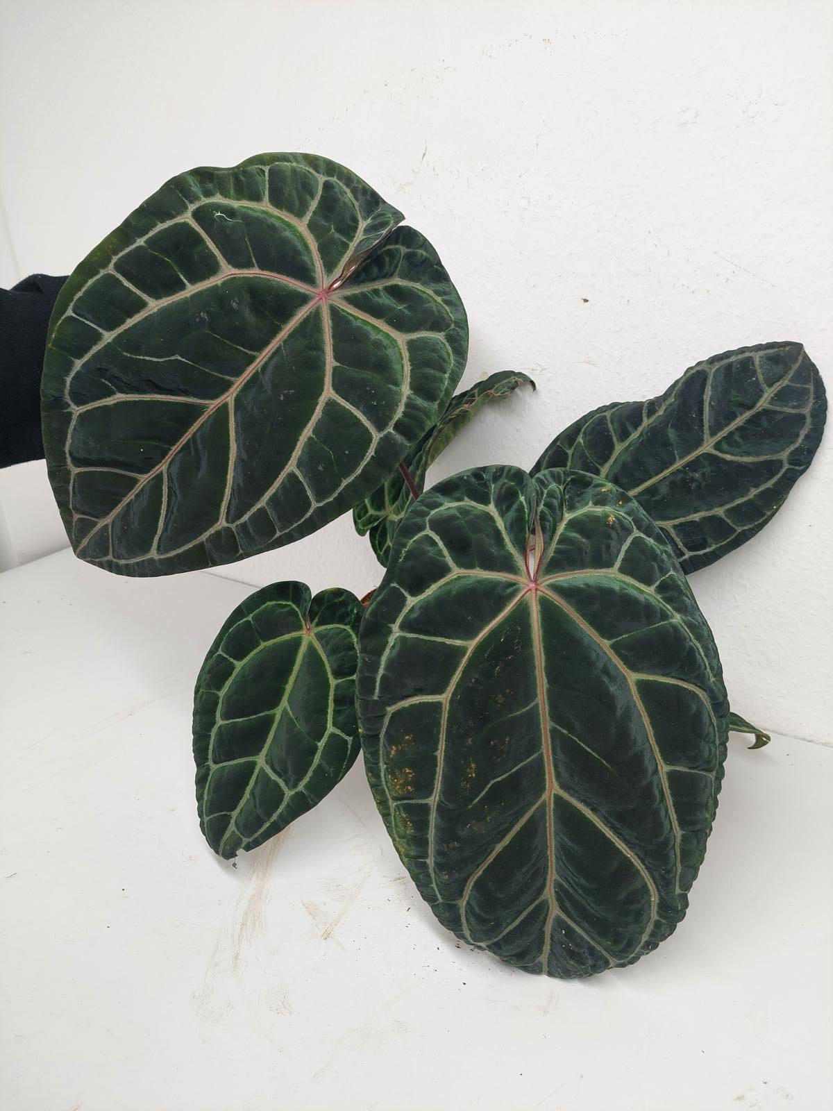 Anthurium Red Crystallinum NSE x Tezula