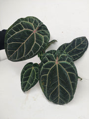 Anthurium Red Crystallinum NSE x Tezula