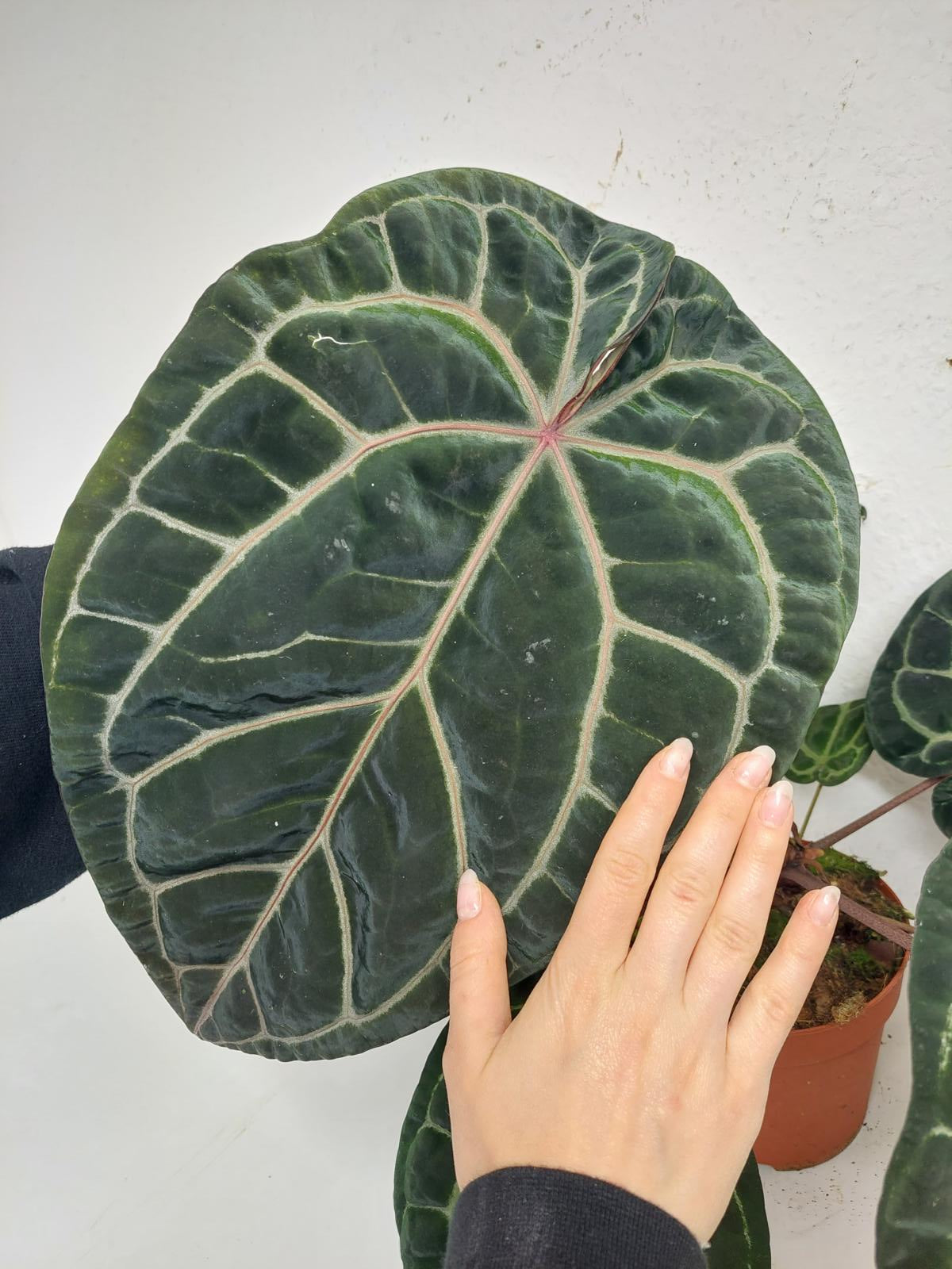 Anthurium Red Crystallinum NSE x Tezula