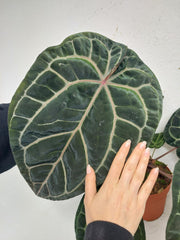 Anthurium Red Crystallinum NSE x Tezula