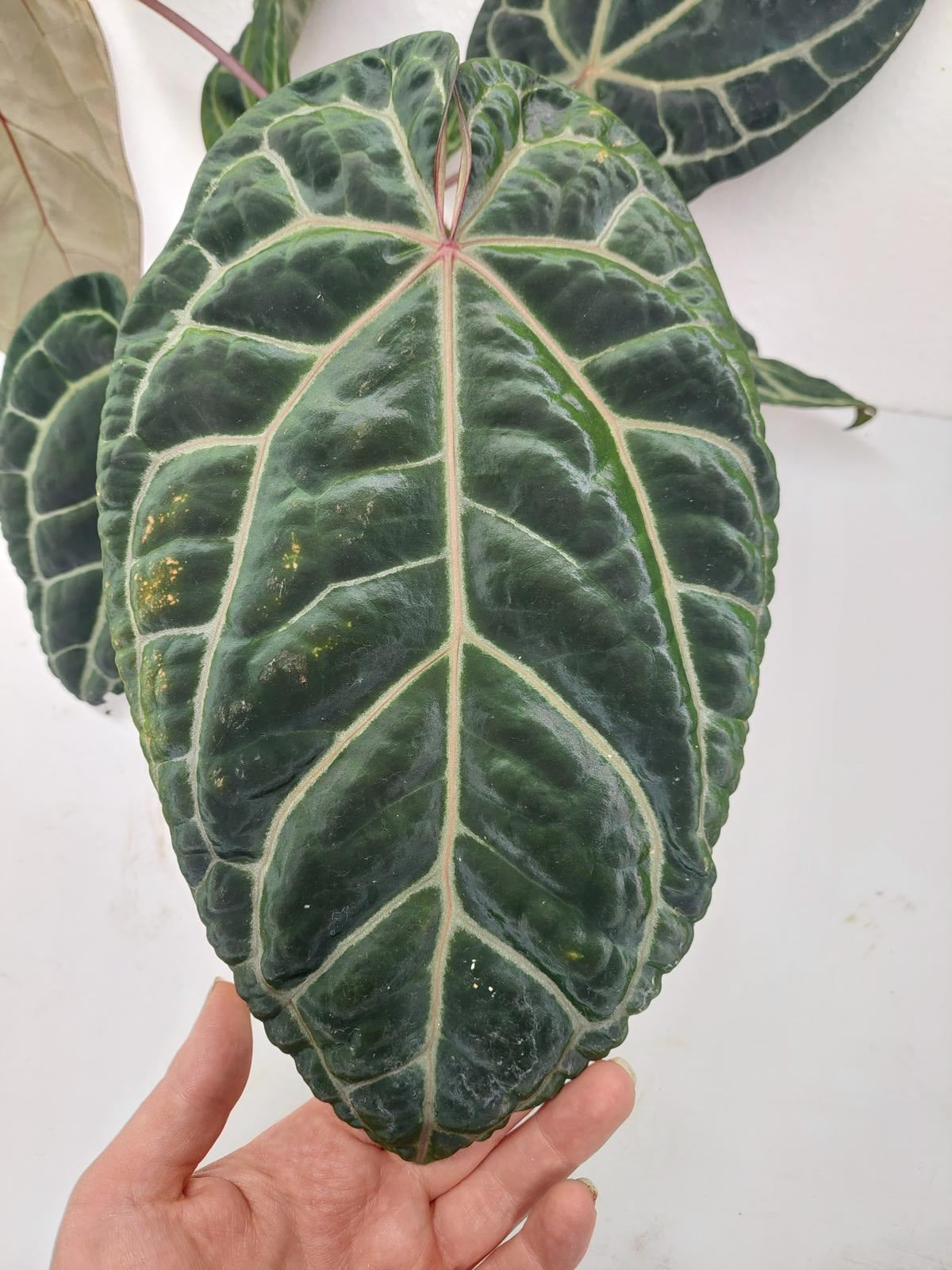 Anthurium Red Crystallinum NSE x Tezula
