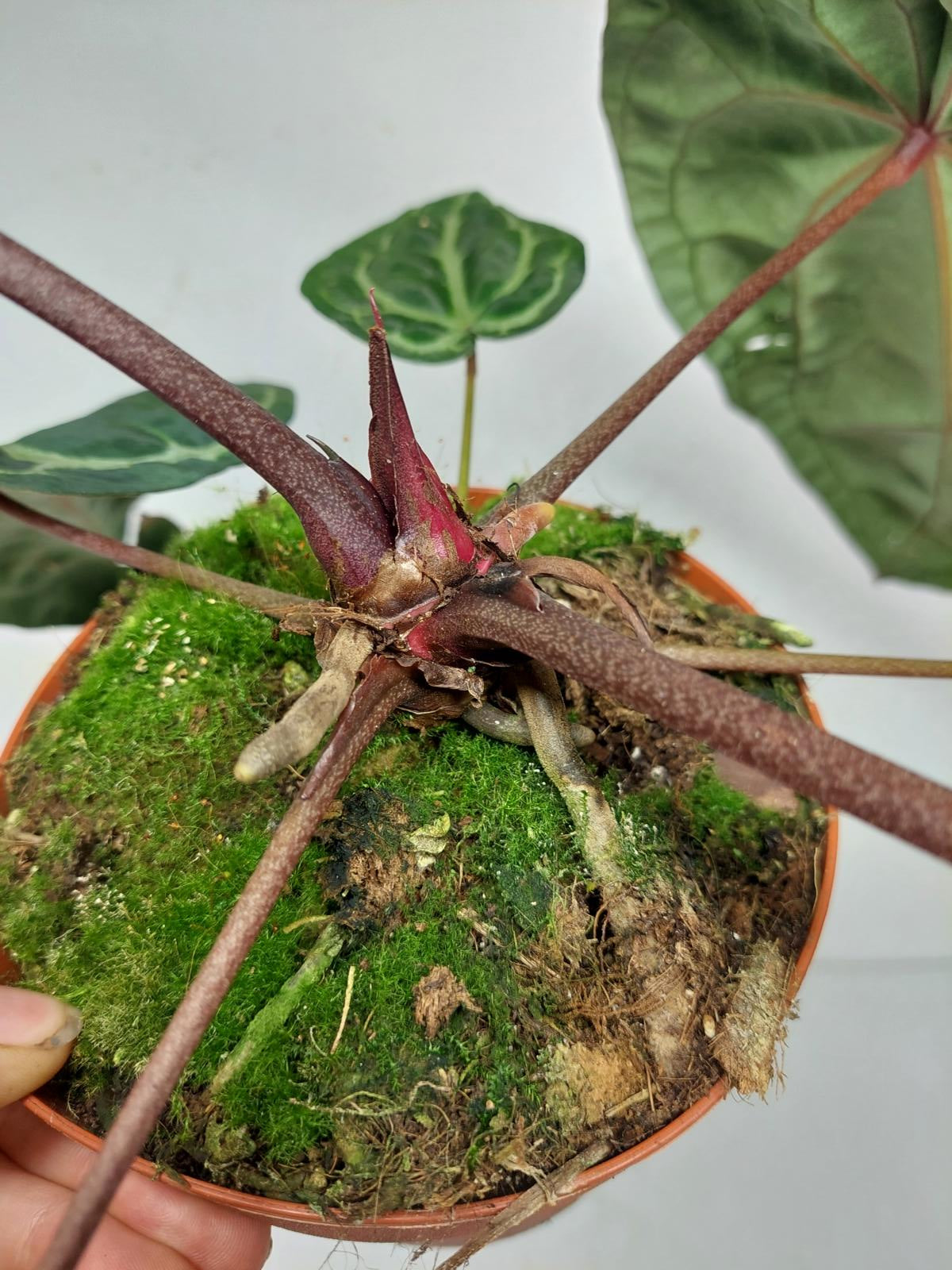 Anthurium Red Crystallinum NSE x Tezula