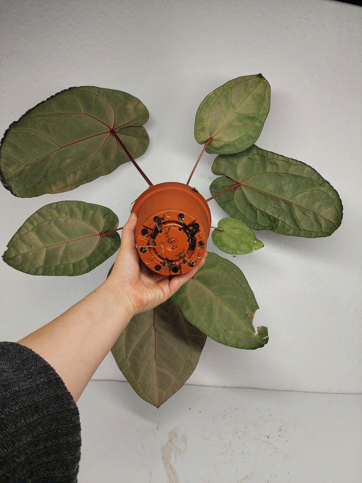 Anthurium Red Crystallinum NSE x Tezula
