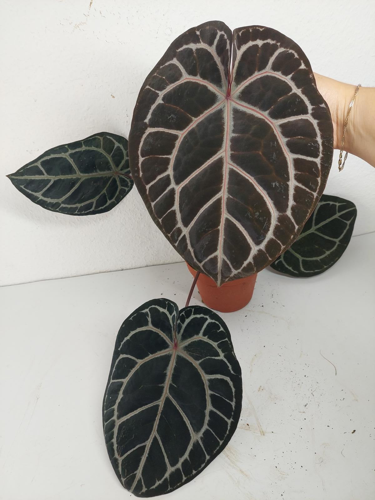 Anthurium Red Crystallinum NSE x Tezula