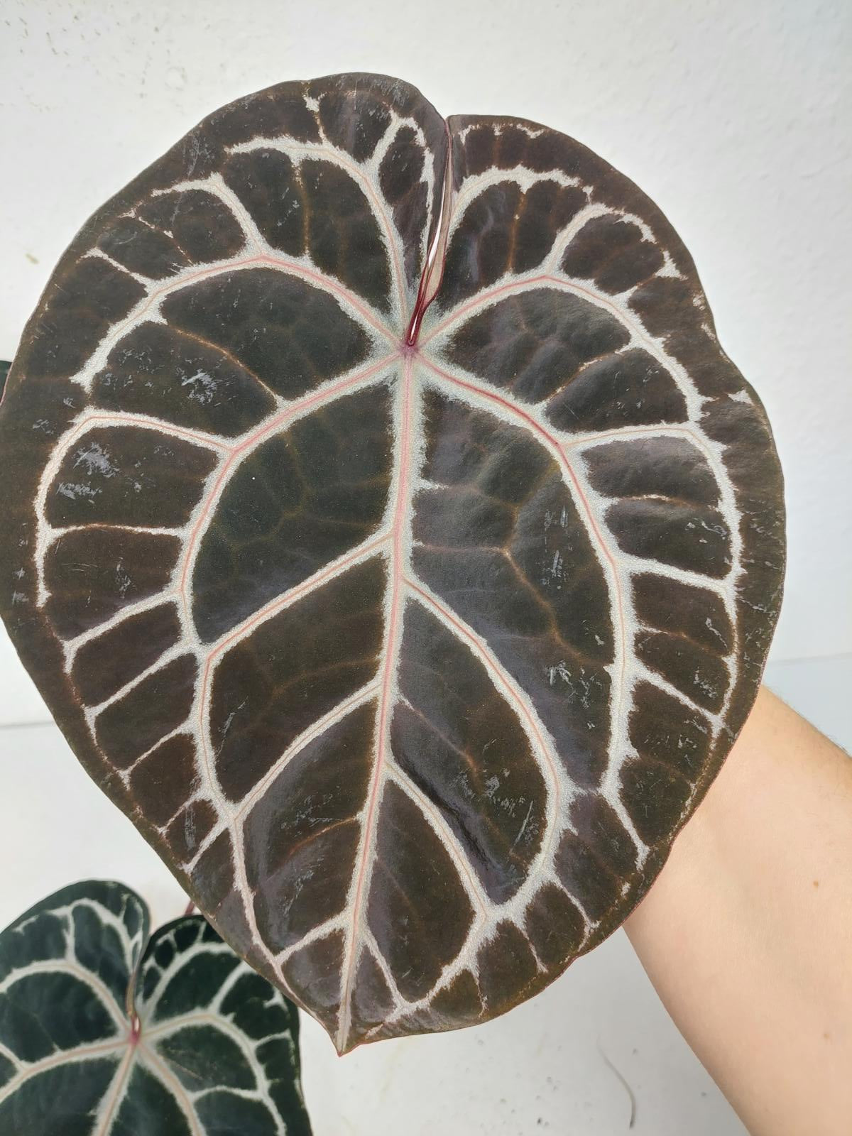 Anthurium Red Crystallinum NSE x Tezula