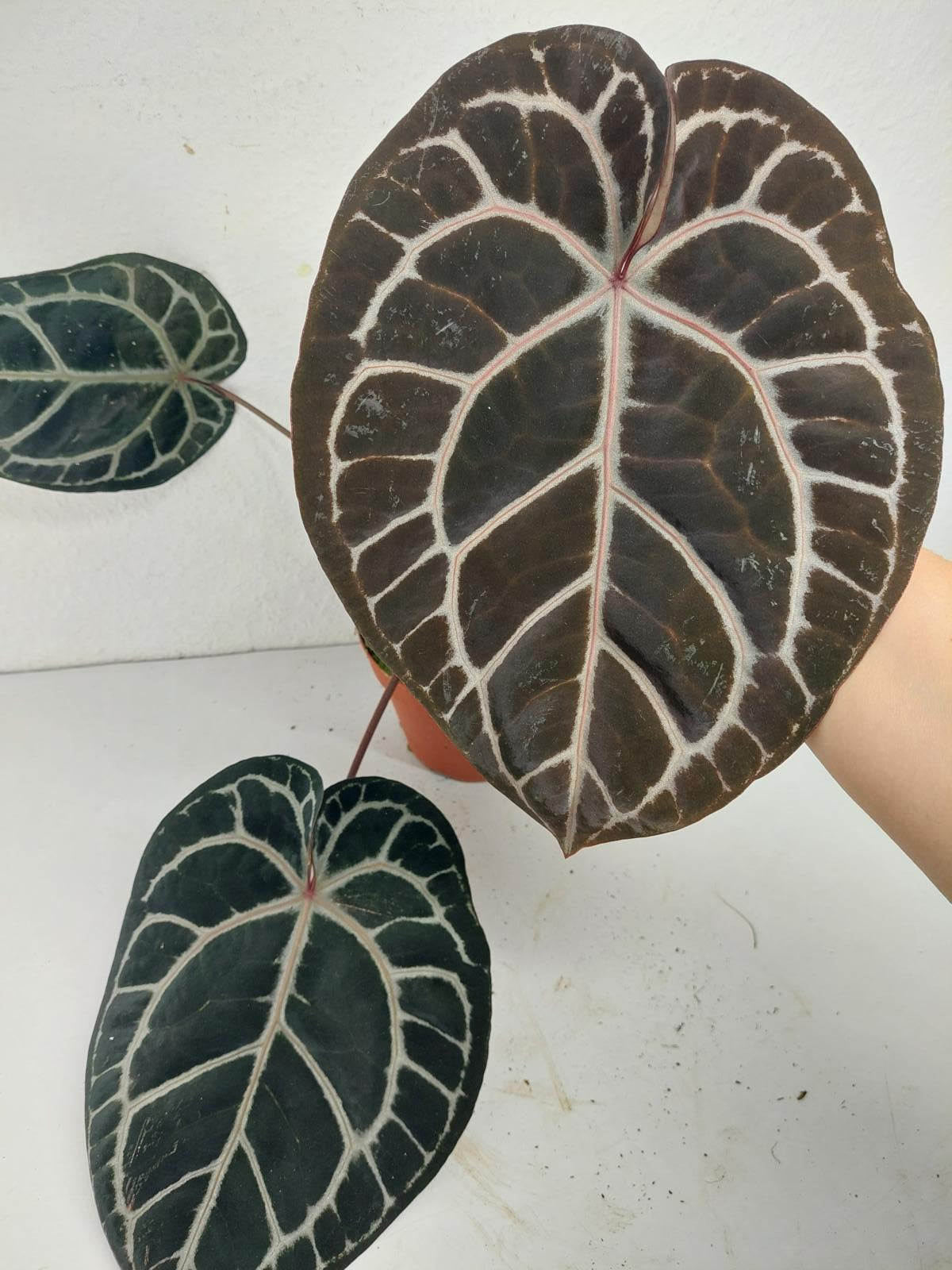 Anthurium Red Crystallinum NSE x Tezula