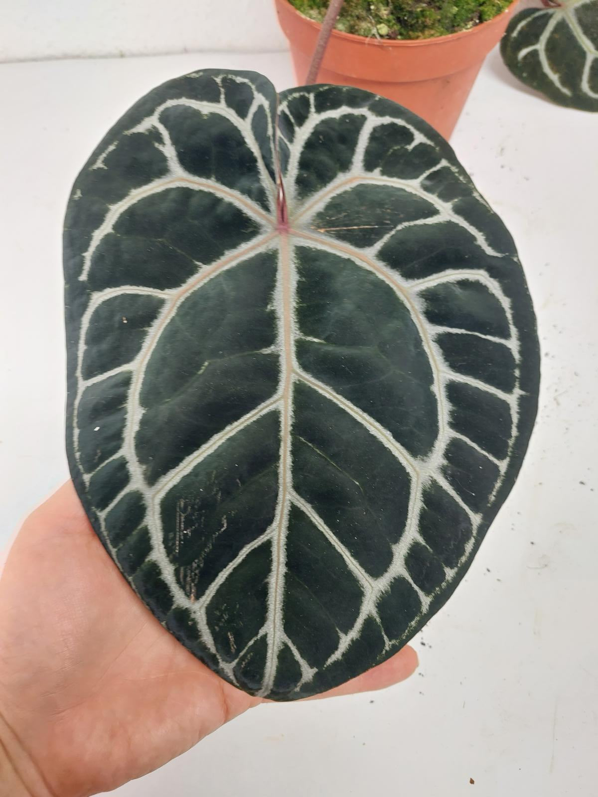 Anthurium Red Crystallinum NSE x Tezula