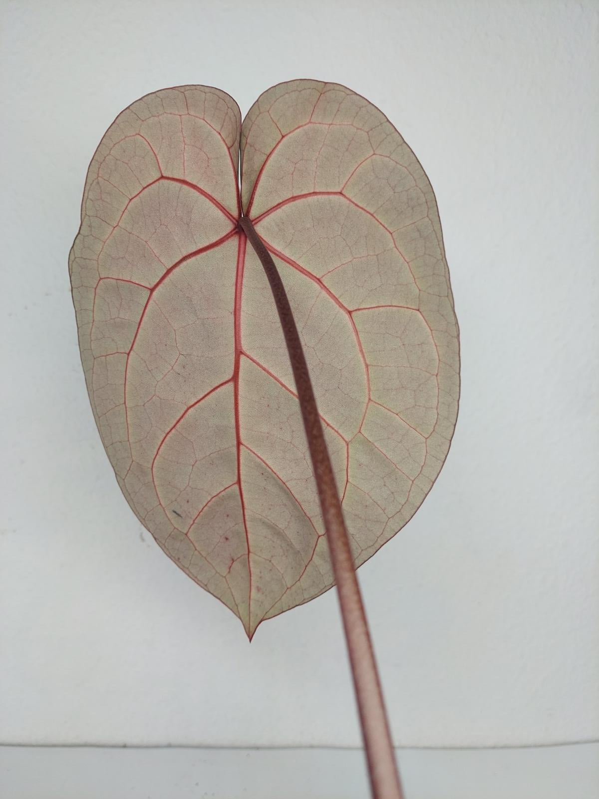Anthurium Red Crystallinum NSE x Tezula