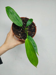 Philodendron Patriciae – whiteleafplants