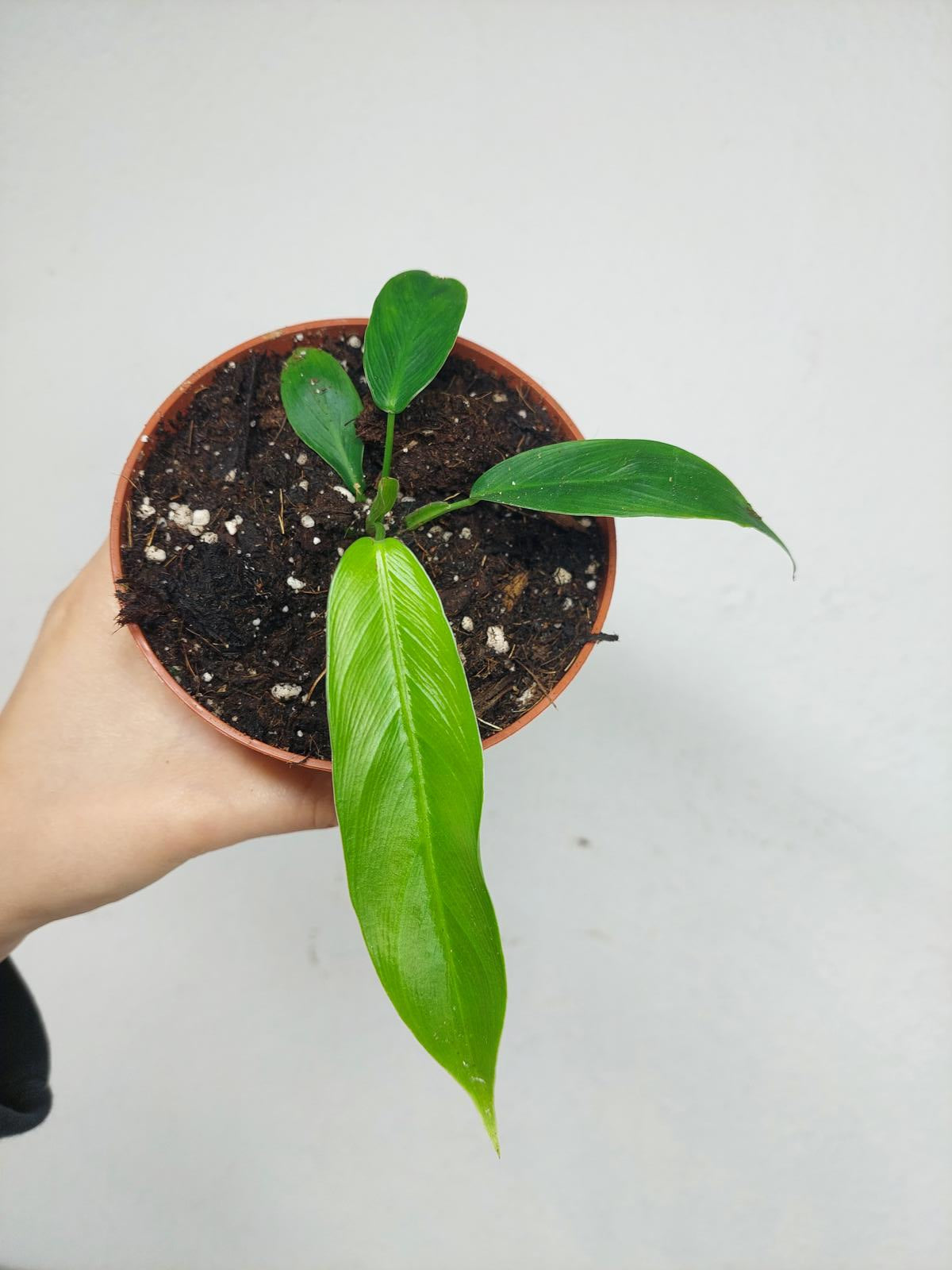 Philodendron Patriciae