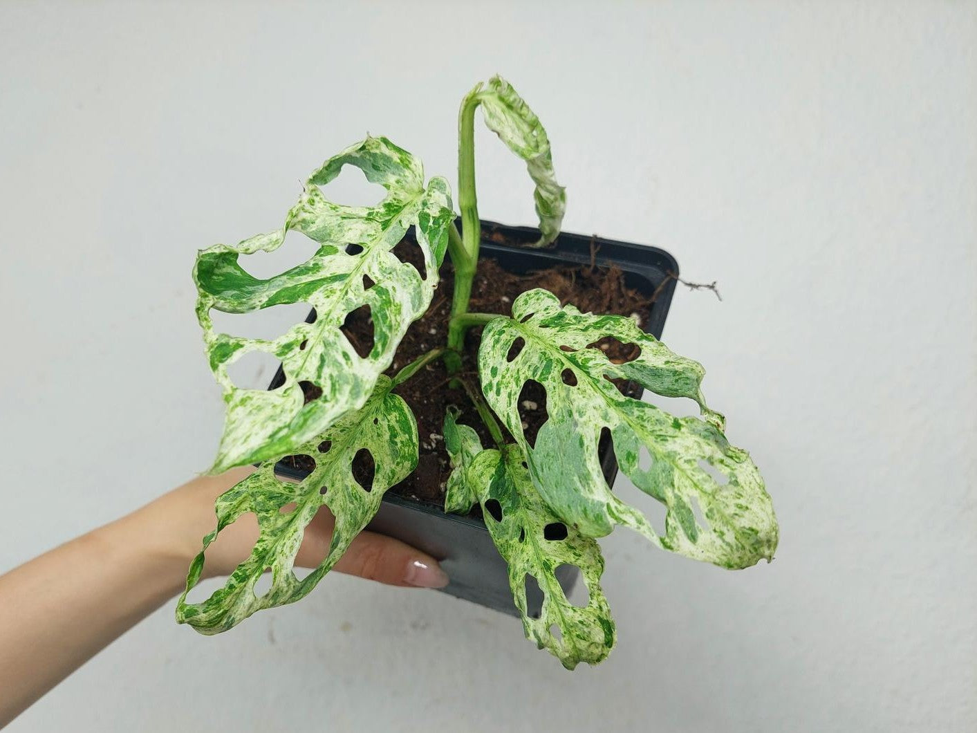 Monstera Frozen Freckles