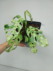 Monstera Frozen Freckles