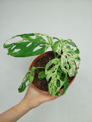 Monstera Frozen Freckles