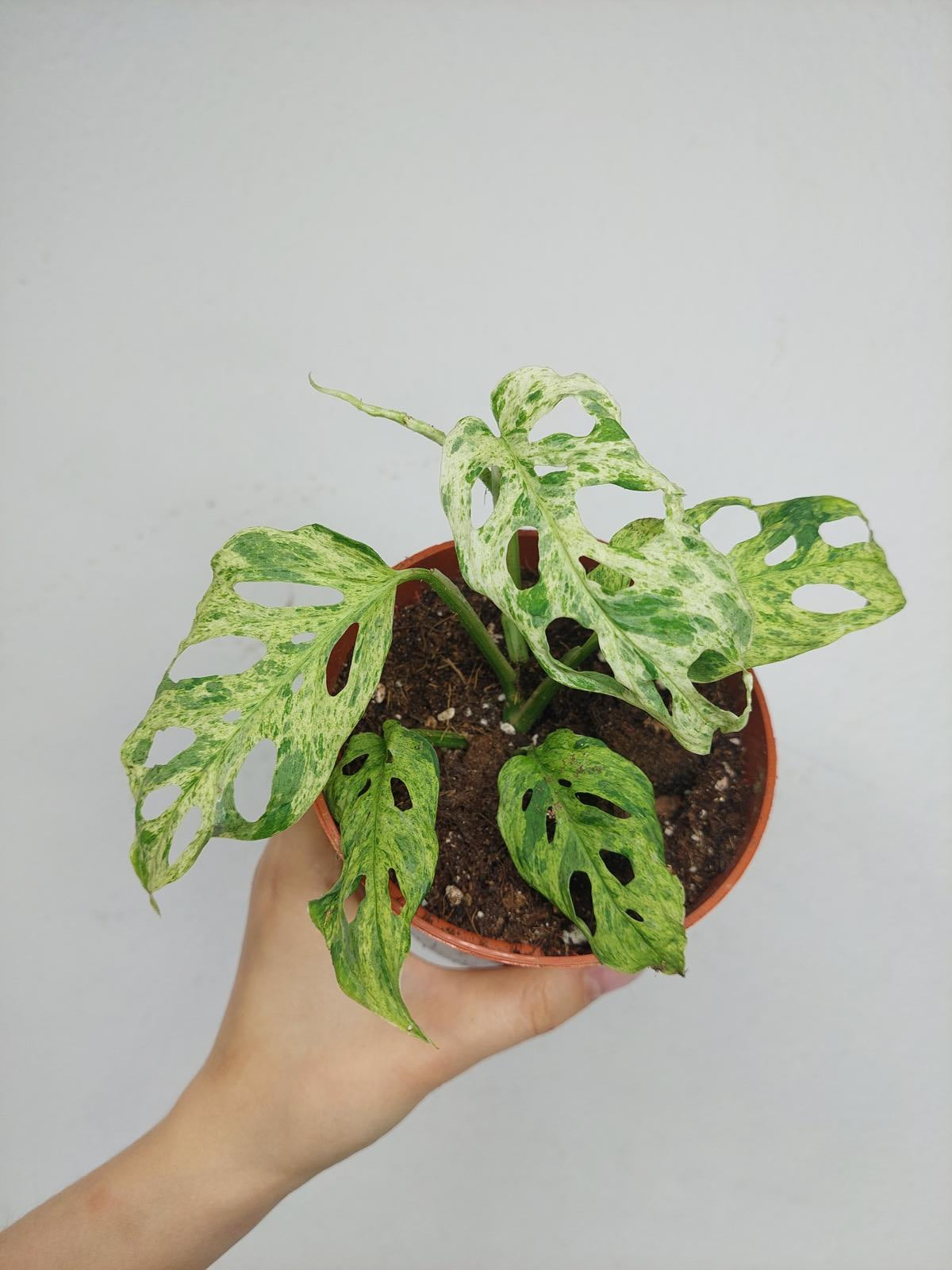 Monstera Frozen Freckles