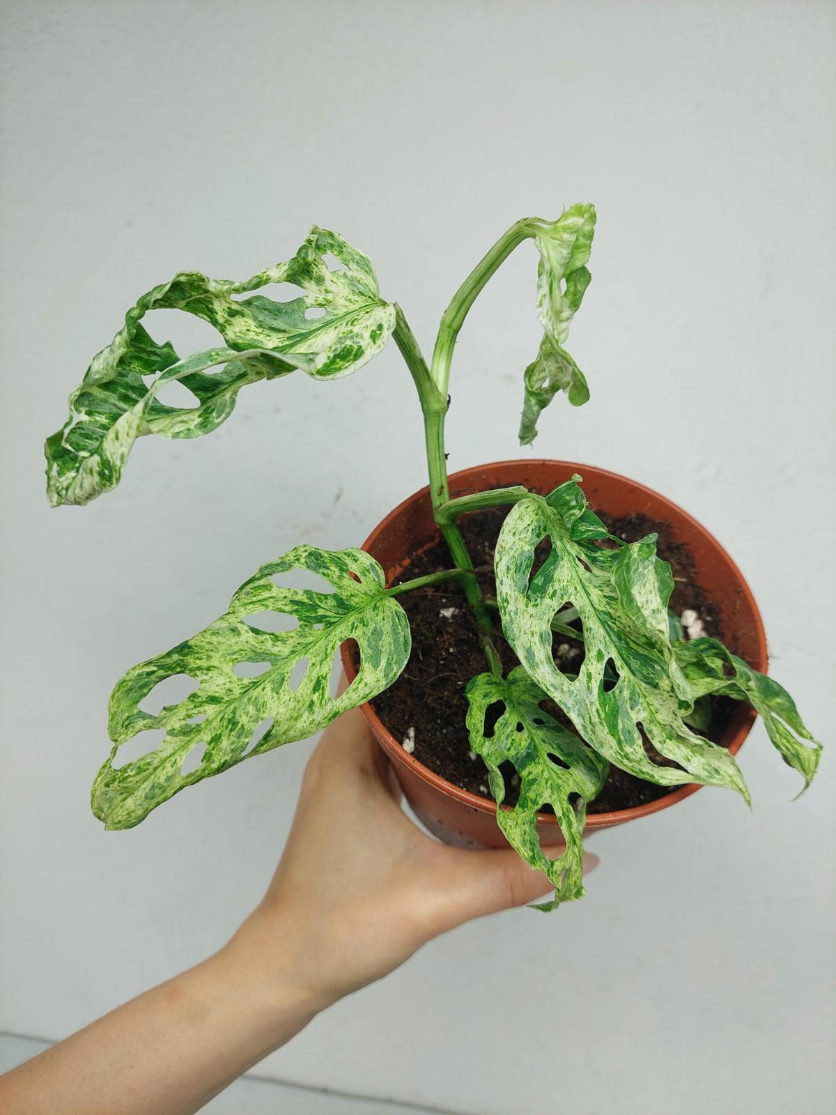 Monstera Frozen Freckles